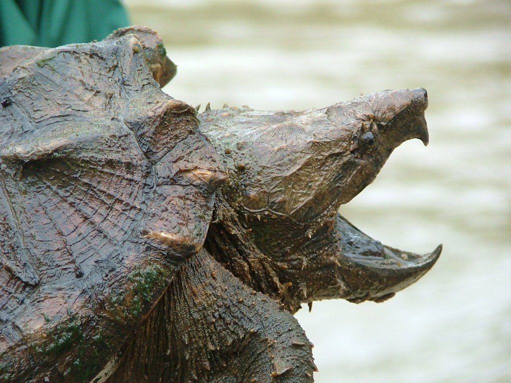 Alligator Snapping Turtle. Snapshot of a typically cranky s