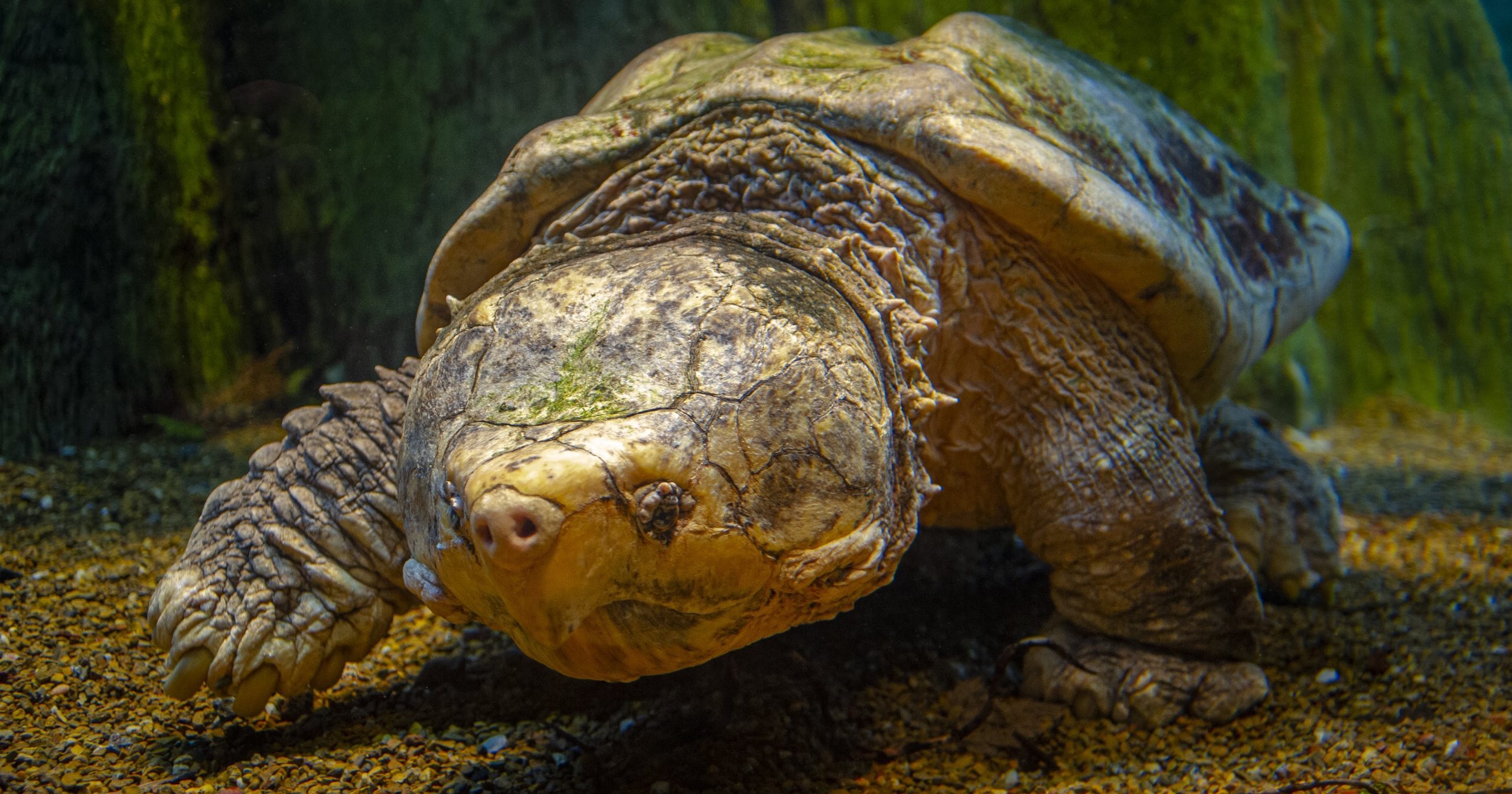 Alligator snapping turtle кто это