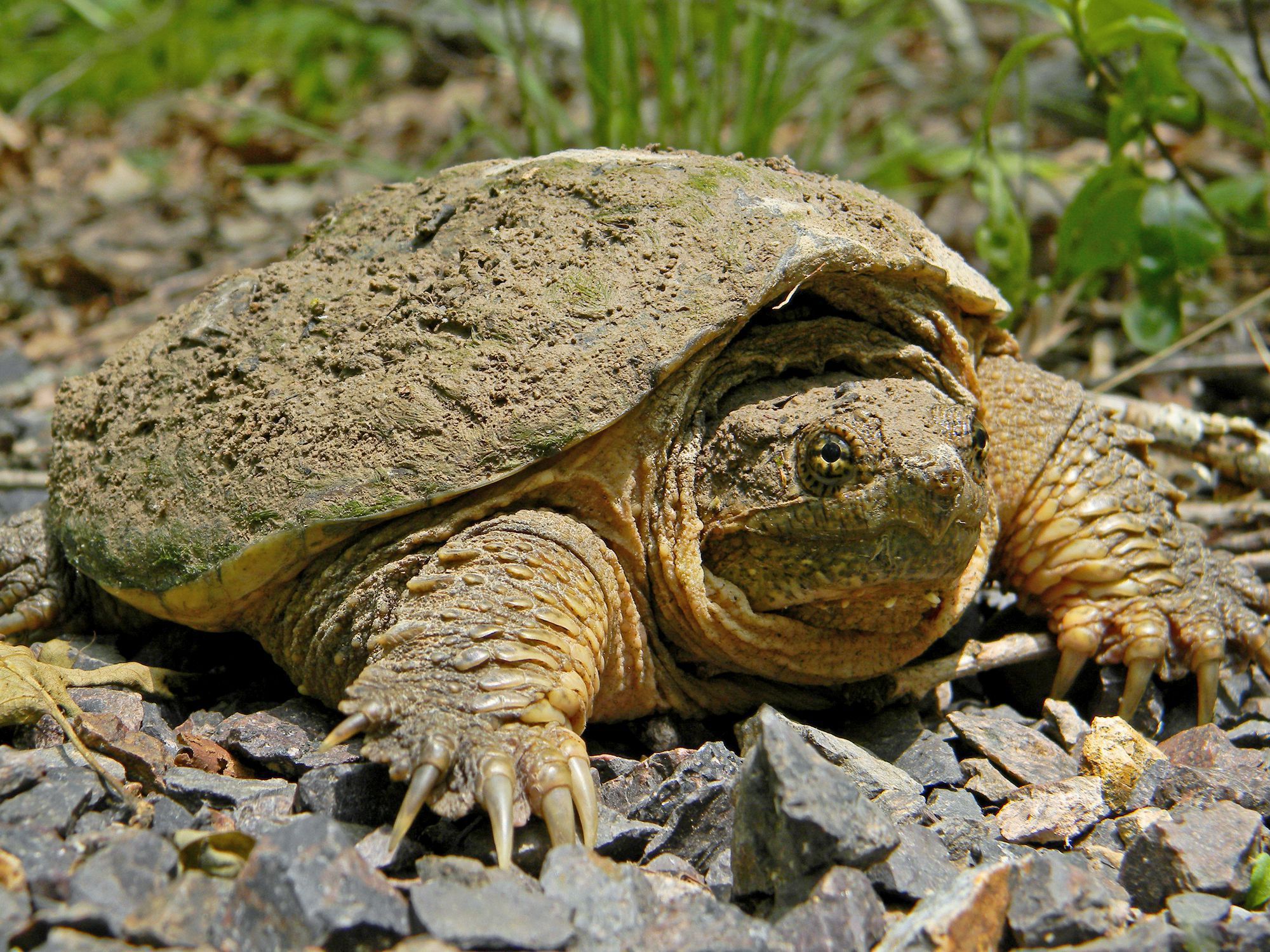 Snapping Turtle Wallpapers - Wallpaper Cave