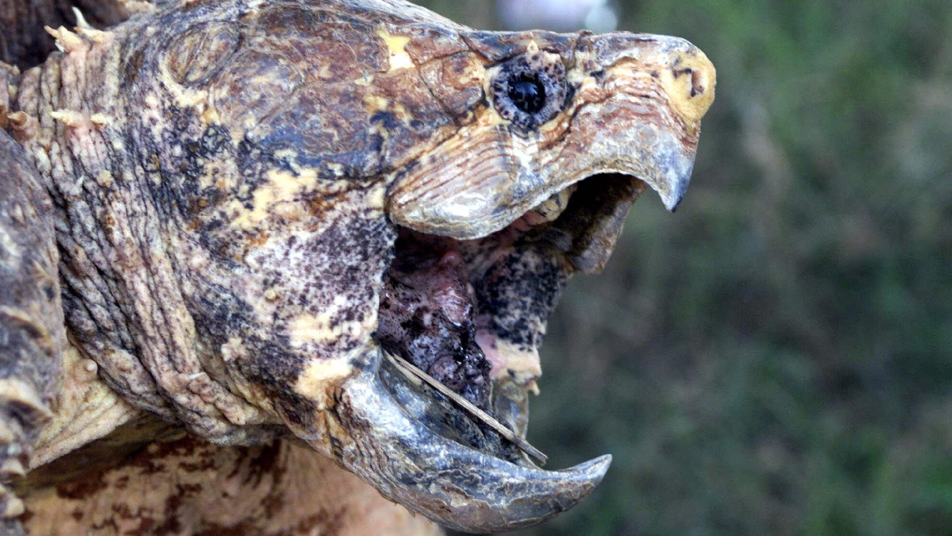 Warning issued after alligator snapping turtles found in France