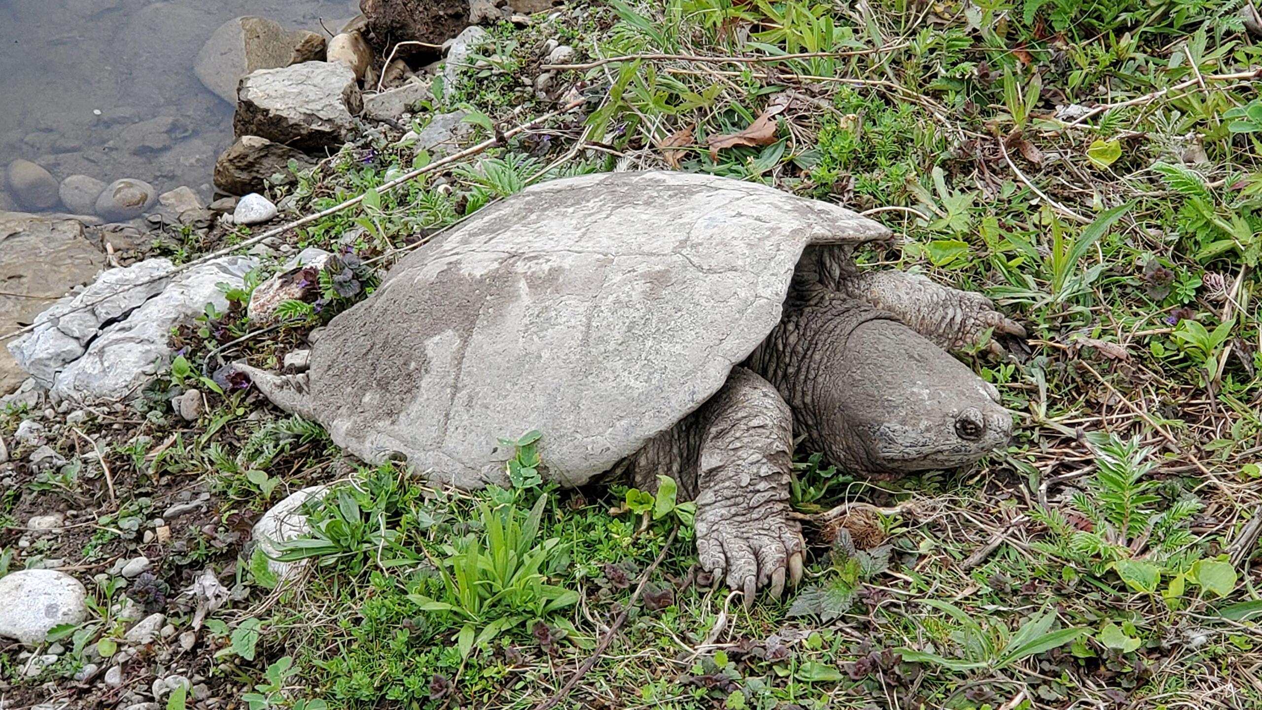 Snapping Turtle Wallpapers - Wallpaper Cave