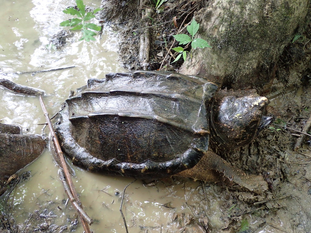 Report Snapping Turtles