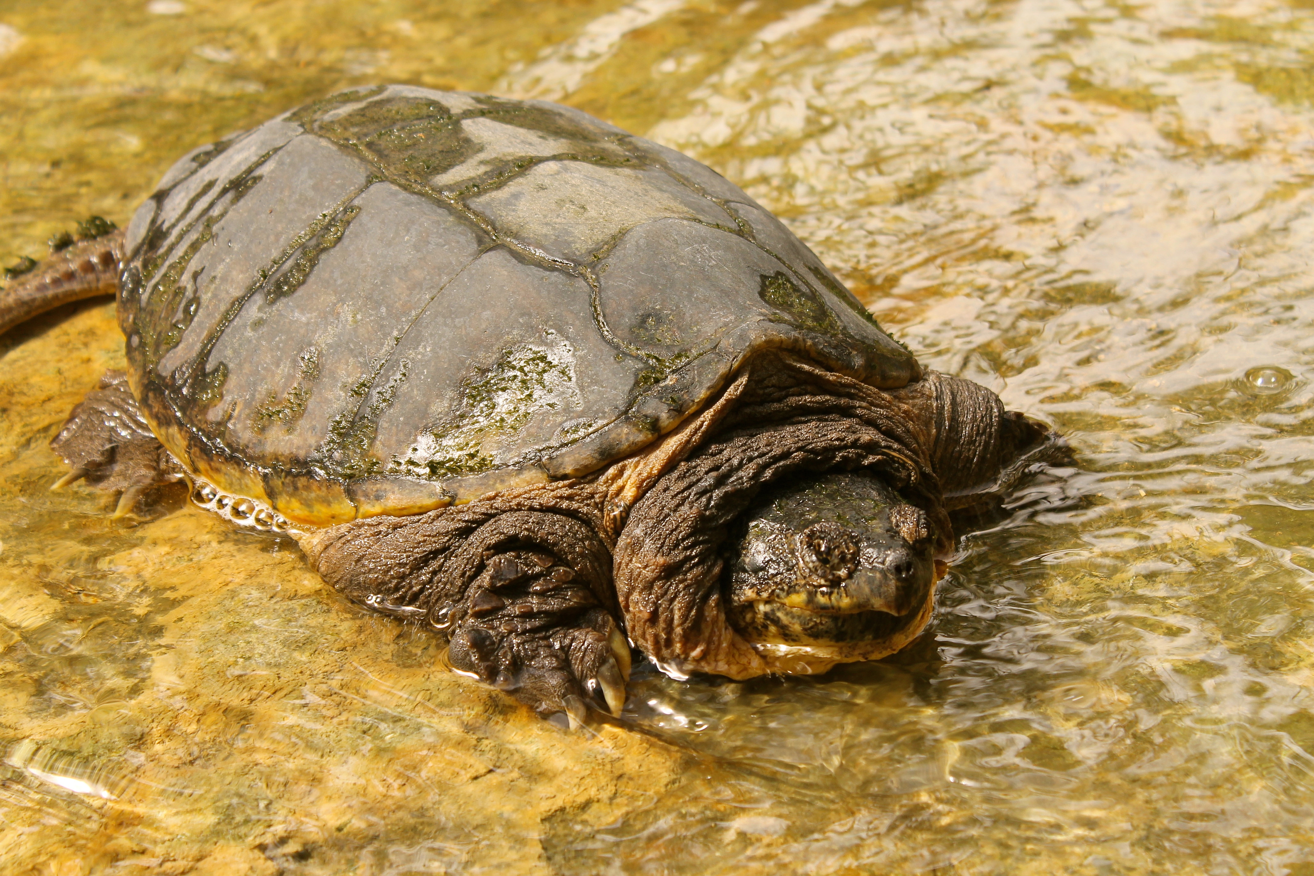 Alligator Snapping Turtle 4k Ultra HD Wallpaper