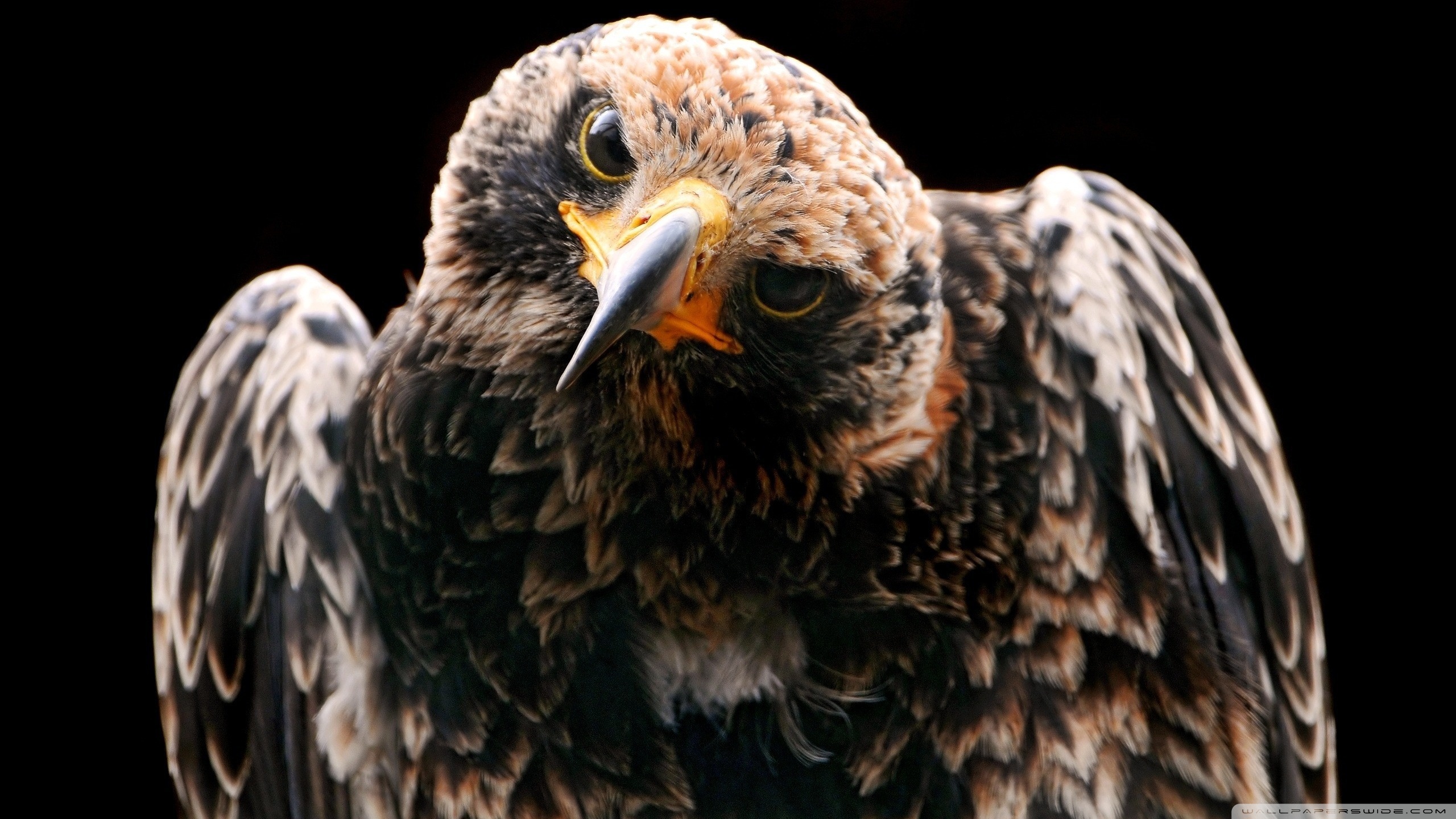 Falcon Image: Golden Eagle Image HD Wallpaper