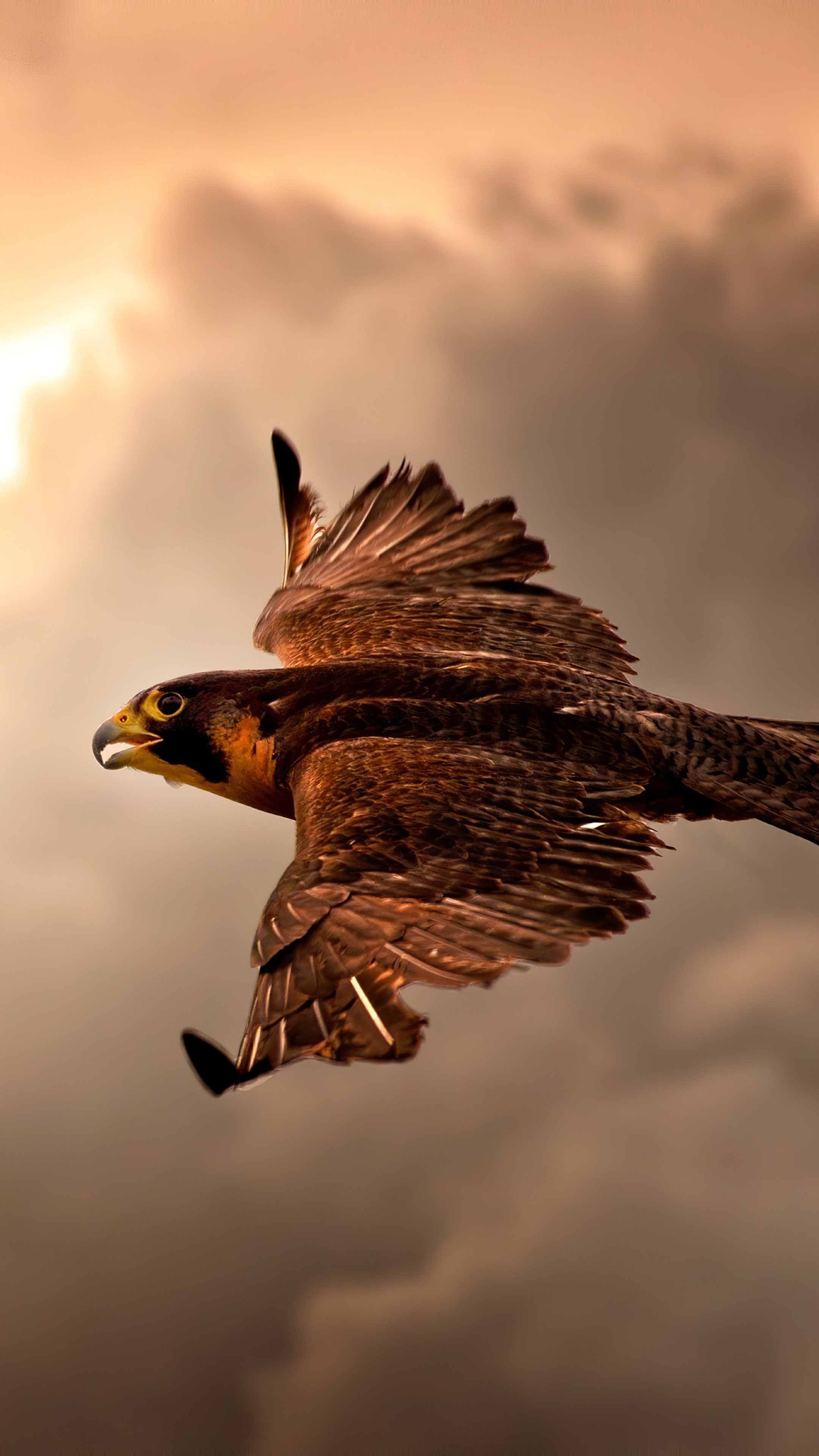 Hawk Flying In Sky 4k Sony Xperia X, XZ, Z5 Premium HD 4k Wallpaper, Image, Background, Photo and Picture