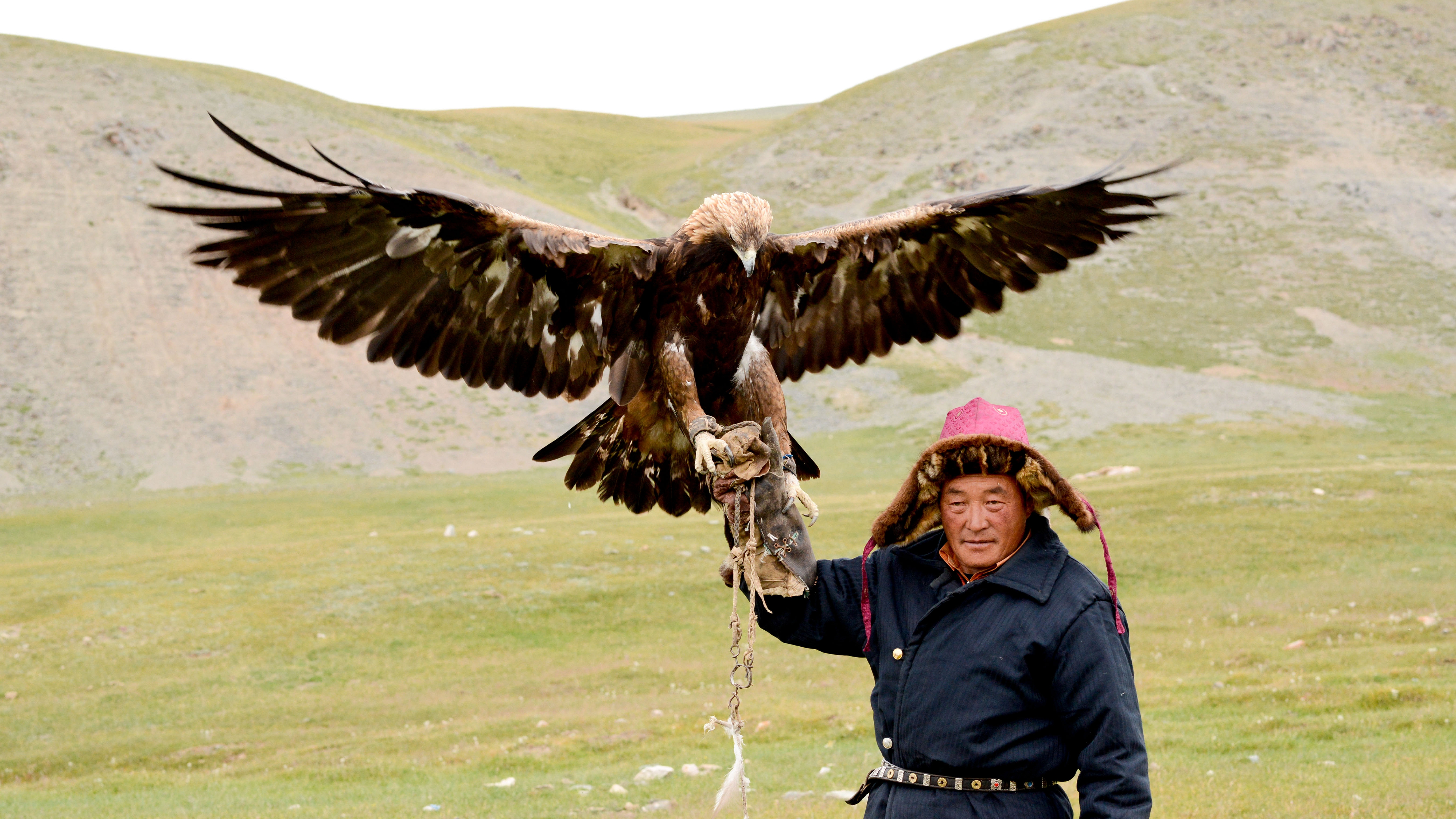Golden Eagle in 4K Ultra HD Wallpaper