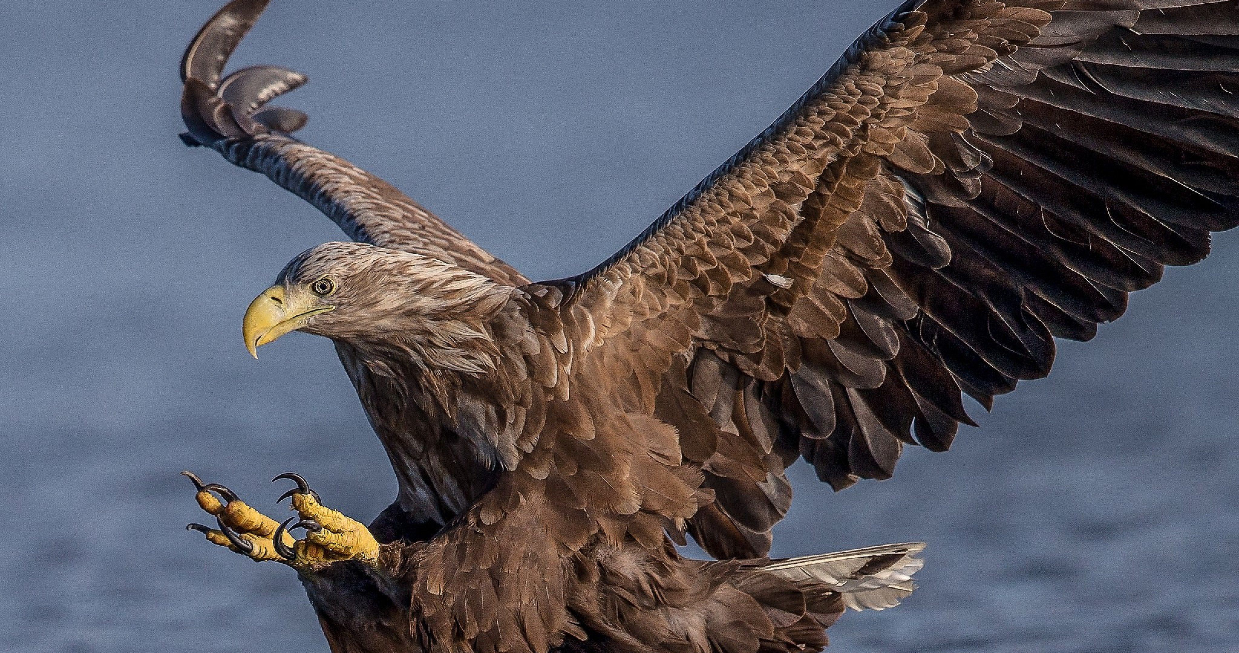 Falcon Image: Golden Eagle HD Wallpaper
