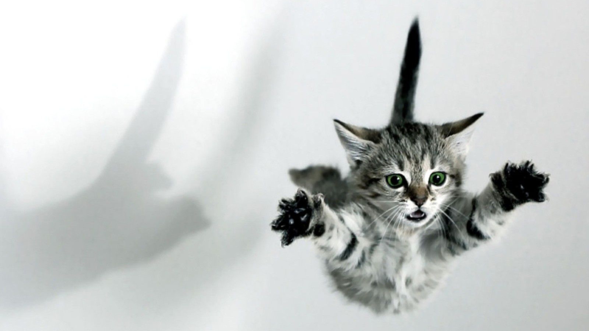 Baby Cats Wallpaper I Can Fly Meme HD Wallpaper
