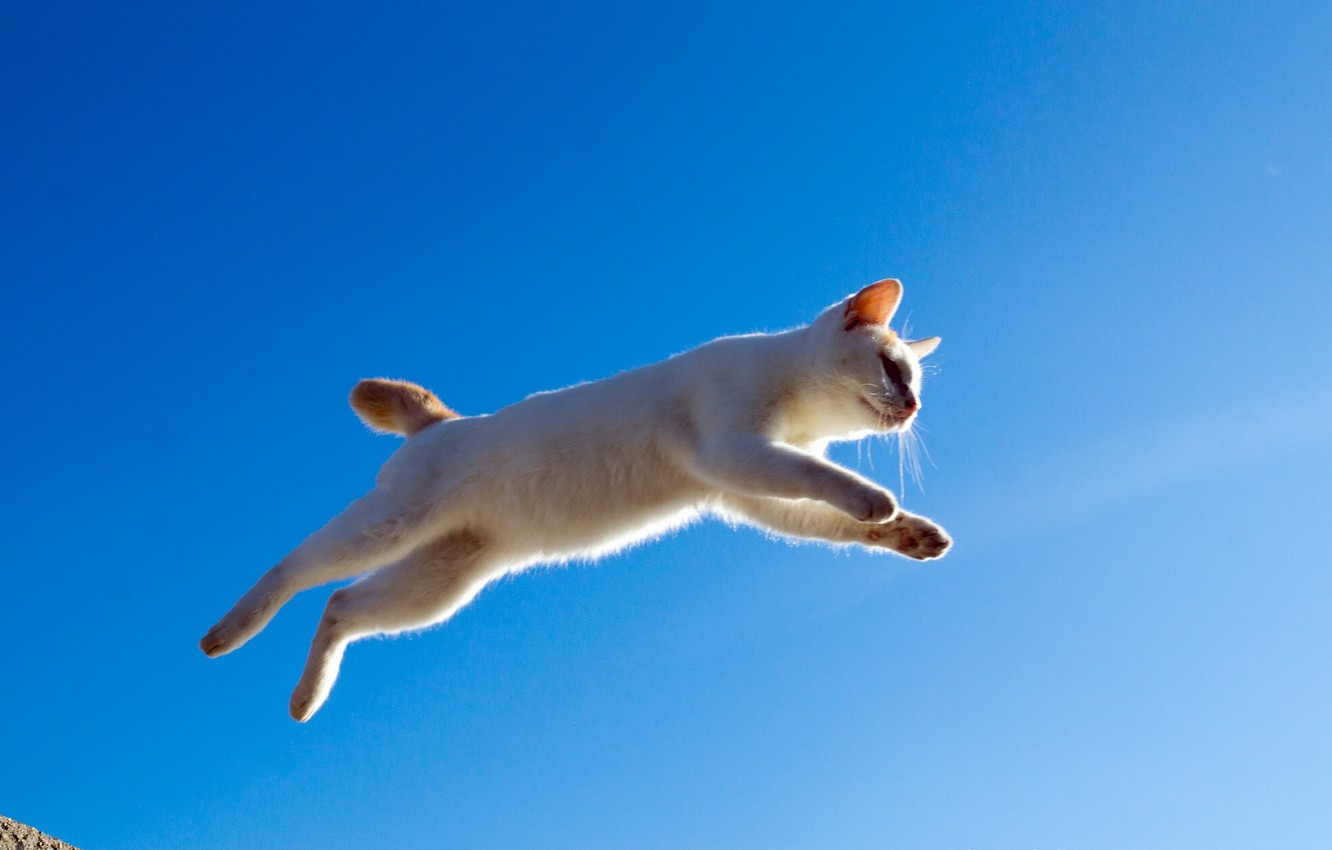 Wallpaper cat, cat, jump, flight image for desktop, section кошки