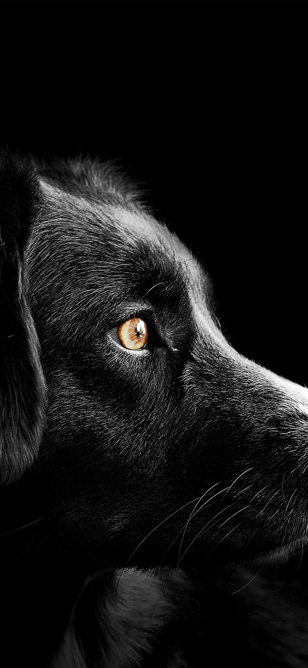 Black dog Wallpaper 4K, Cute puppies, Black background, Dark, AMOLED, 5K, Animals