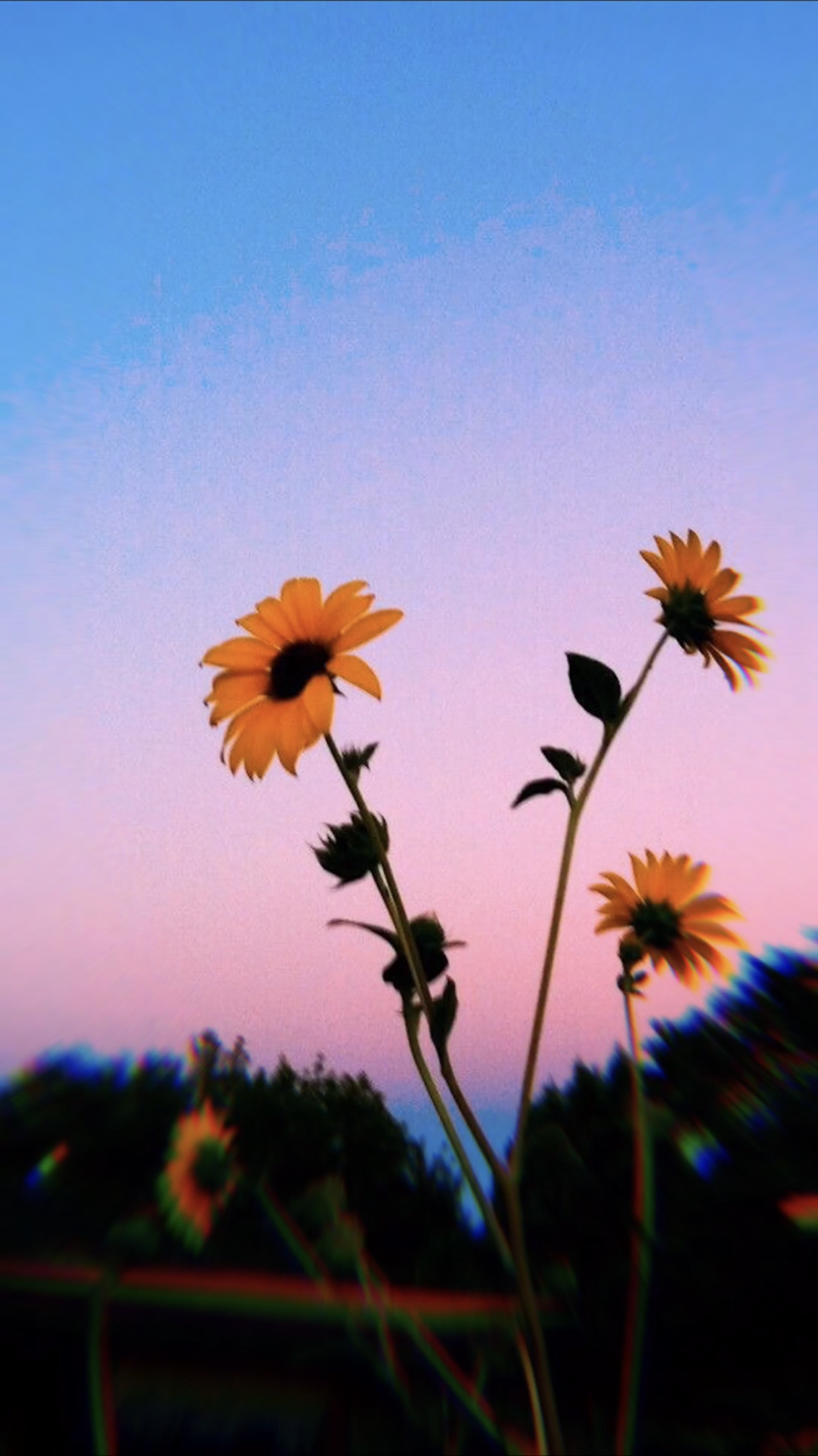 Free download aesthetic wallpaper With image [1242x2208] for your Desktop, Mobile & Tablet. Explore Clouds Sunflower Aesthetic Wallpaper. Clouds Sunflower Aesthetic Wallpaper, Sunflower Wallpaper, Sunflower Background