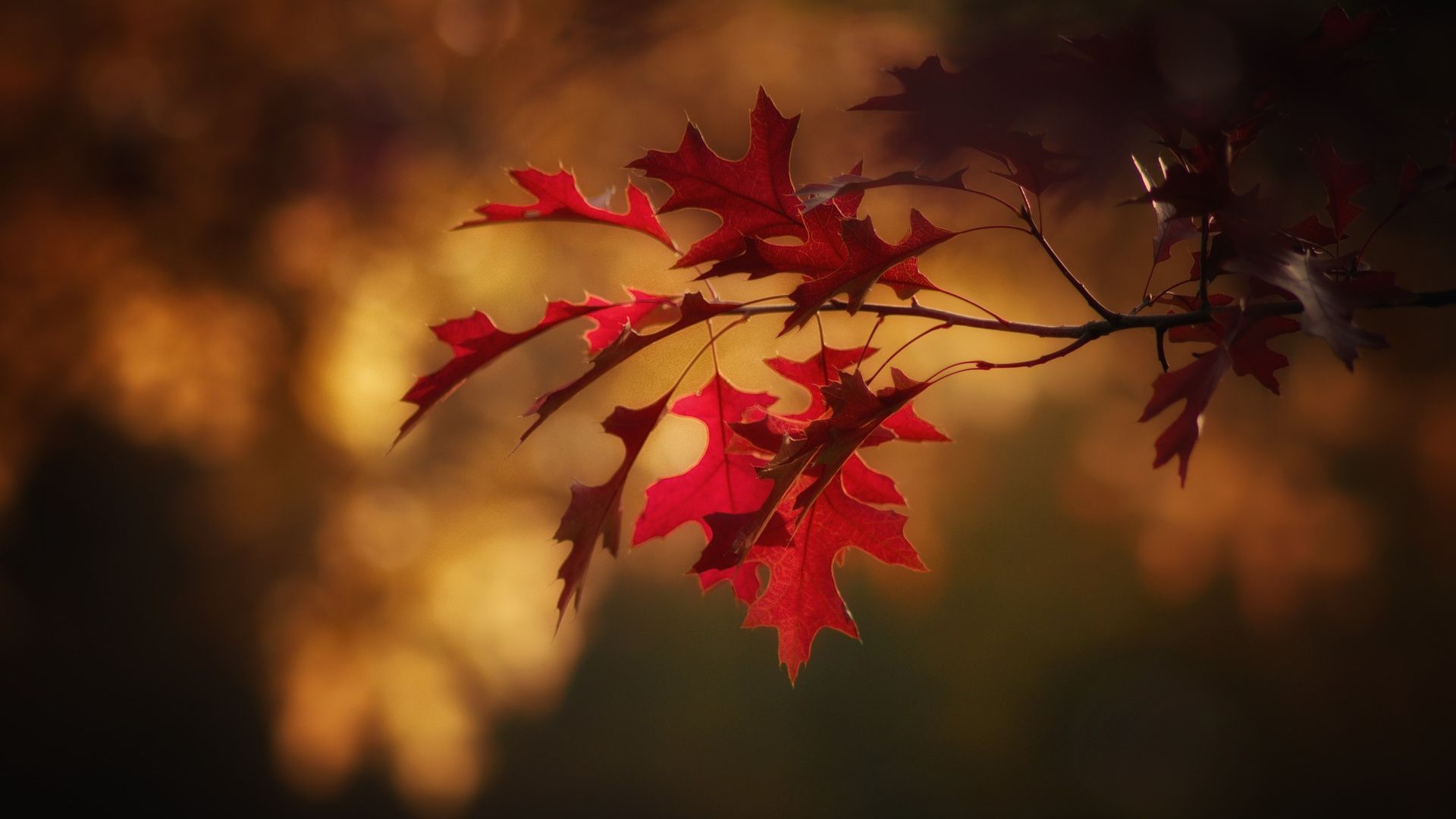 Autumn Red Leaves With Blurred Background Red Leaves Background
