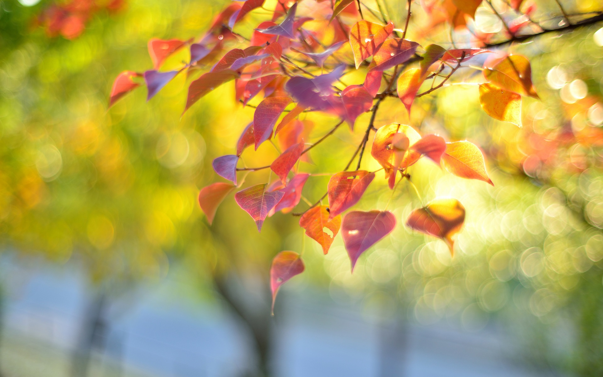 Wallpaper Nature, Branch, Red Leaves, Autumn, Blur
