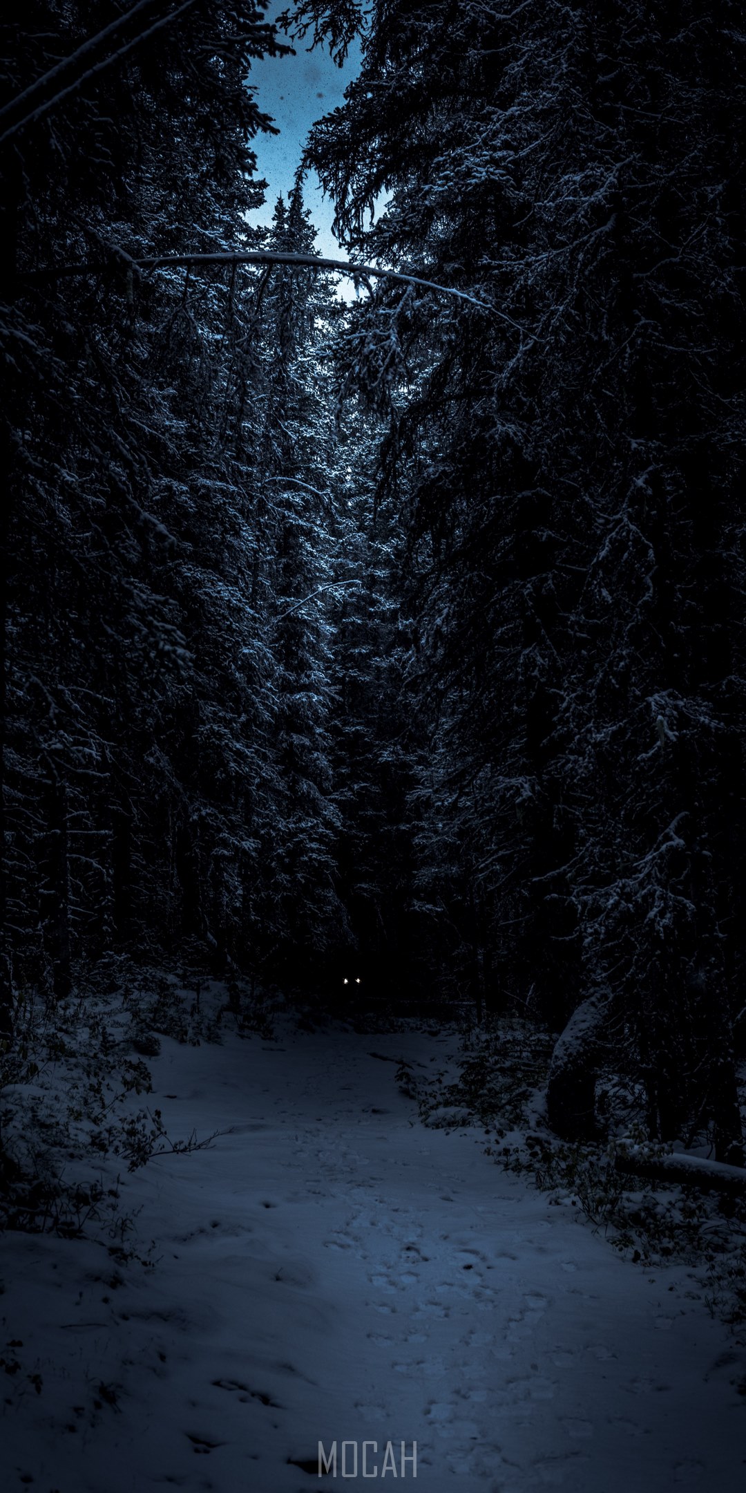 tree woodland forest and winter hd, Xiaomi Mi A2 background hd, 1080x2160. Mocah HD Wallpaper