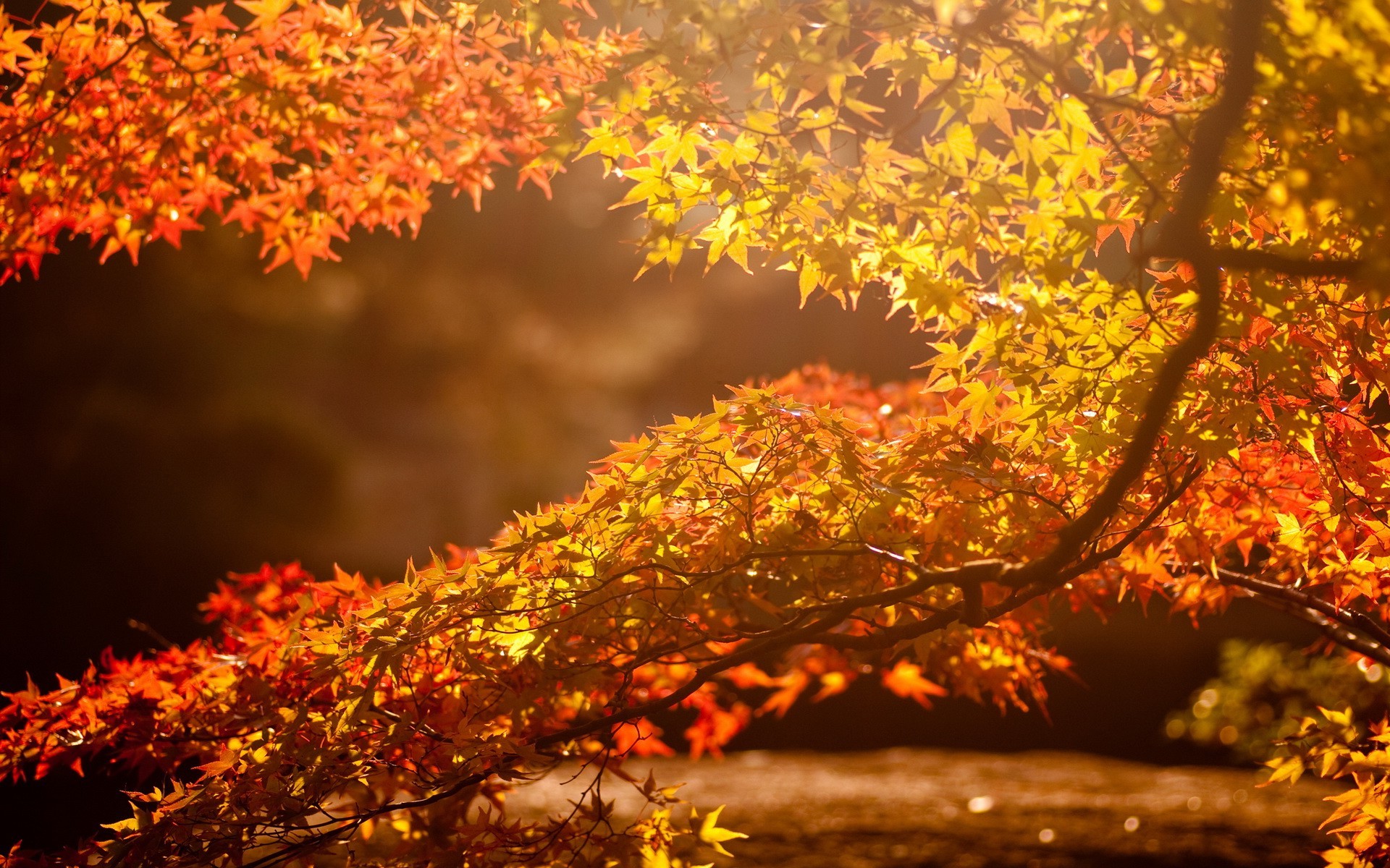 sunlight, Leaves, Photography, Nature, Fall, Blurred Wallpaper HD / Desktop and Mobile Background