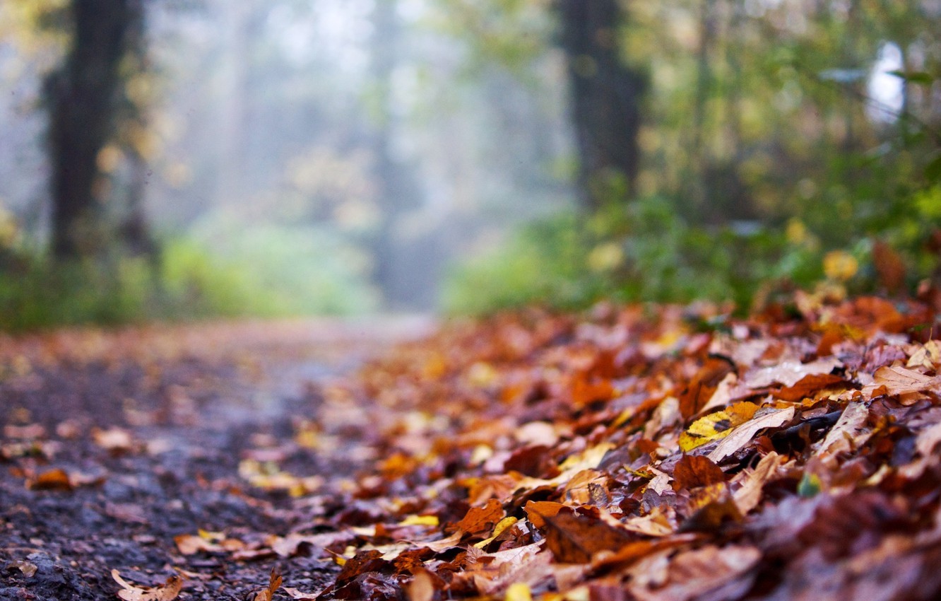 Wallpaper road, autumn, leaves, macro, background, widescreen, Wallpaper, blur, wallpaper, leaves, widescreen, background, autumn, leaves, macro, full screen image for desktop, section макро