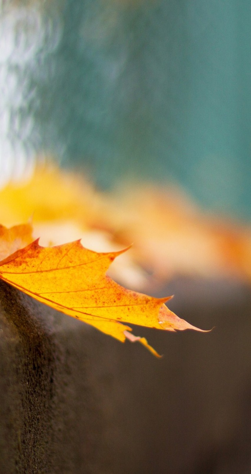 Macro Autumn Leaf In A Blurry Background Hd Wallpaper_852x1608