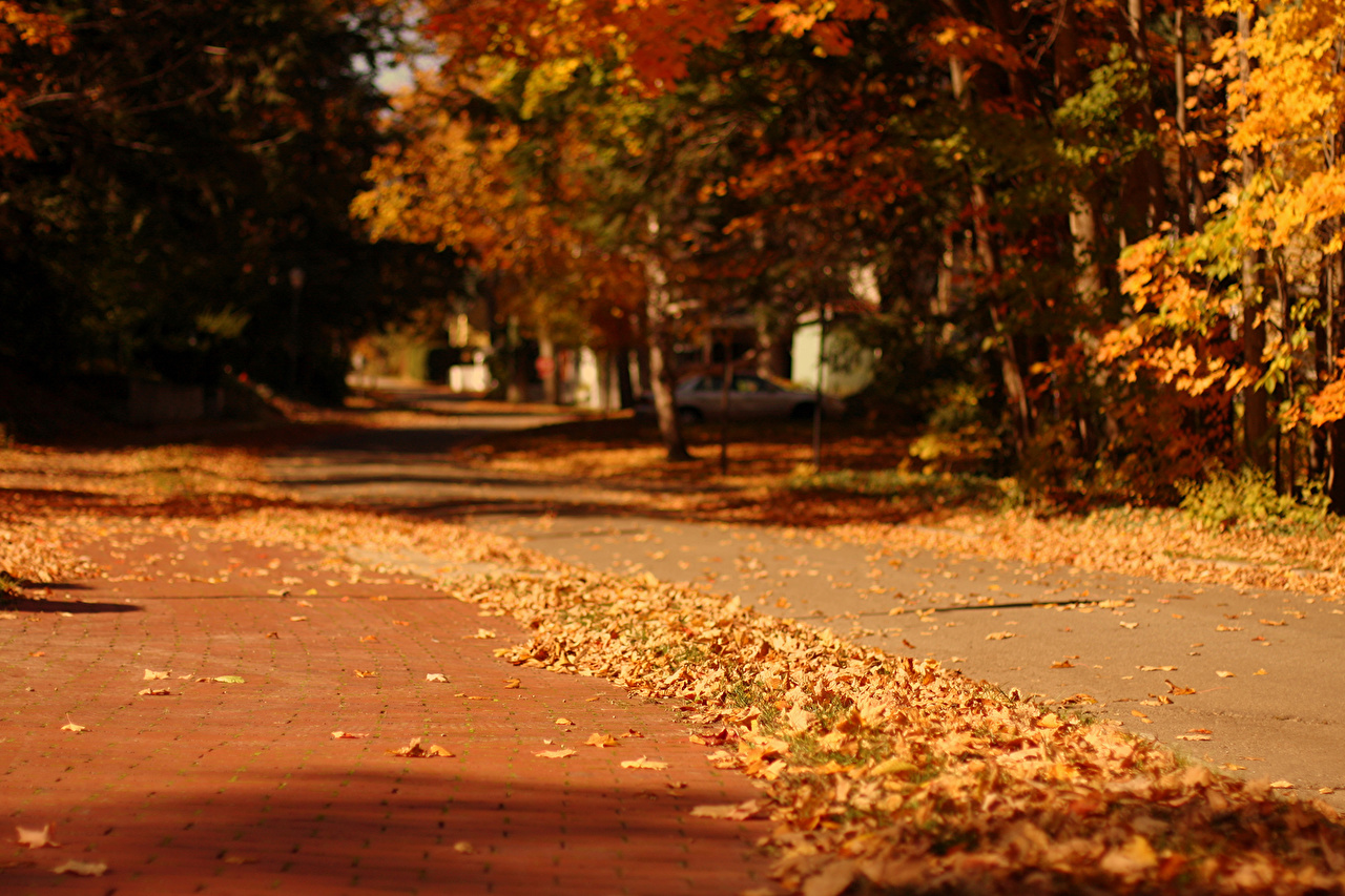 Dark Blurred Autumn Background