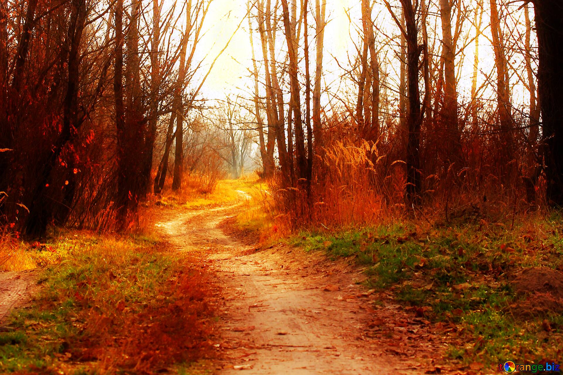 Download Free Picture Soft Blurred Road In Forest In Autumn On CC BY License Free Image Stock TOrange.biz Fx №213281