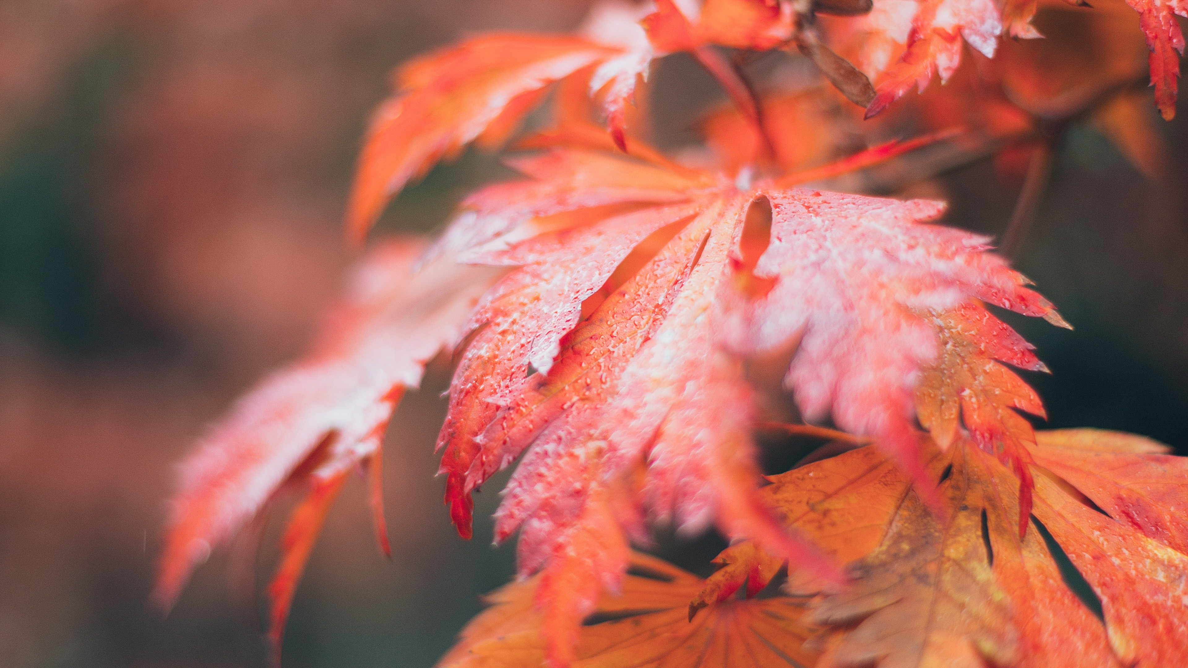 Download 3840x2160 Autumn, Leaves, Macro, Seasonal, Fall, Pretty, Blurry, Photography Wallpaper for UHD TV