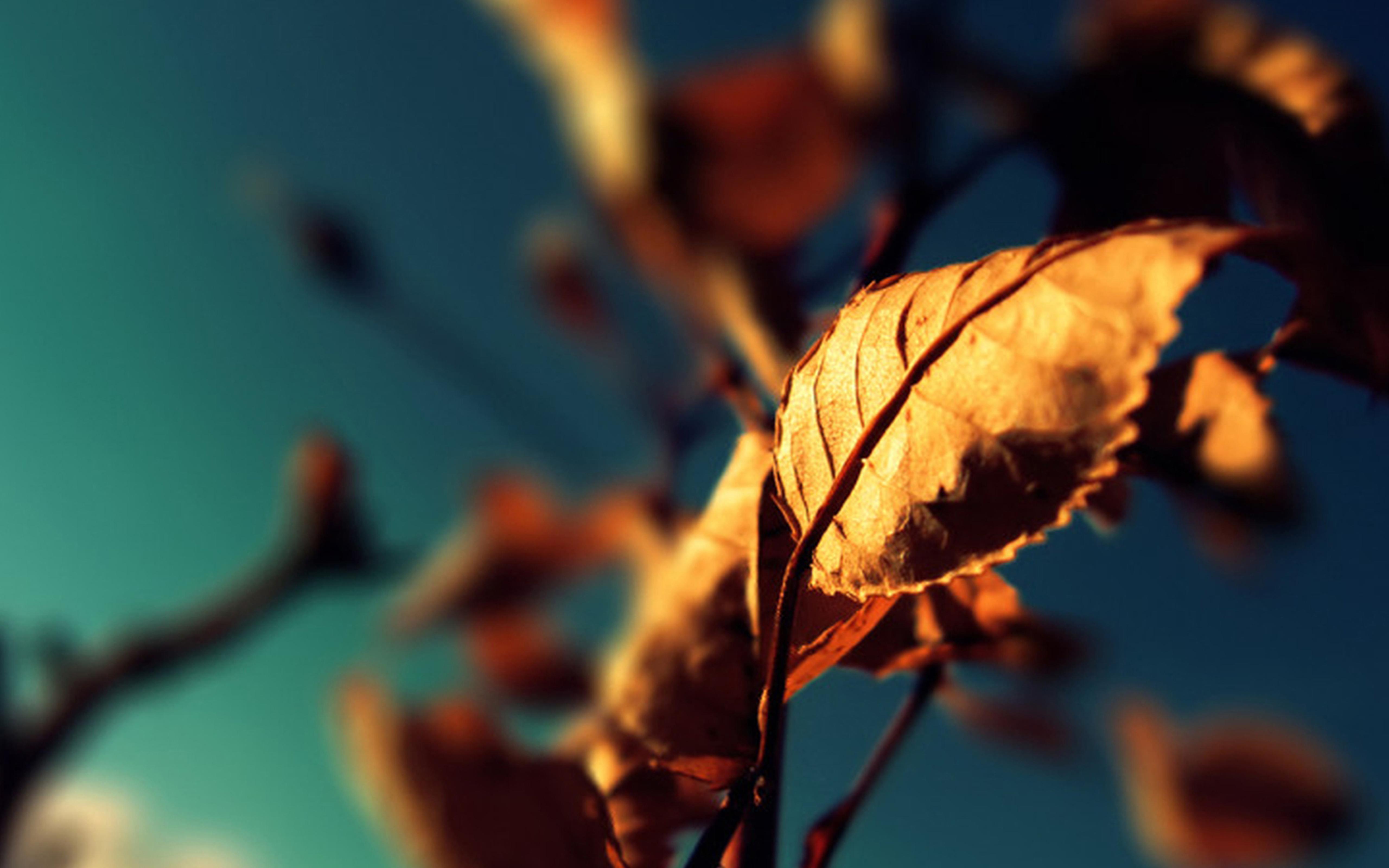 Rusty Autumn leaf in the sunlight
