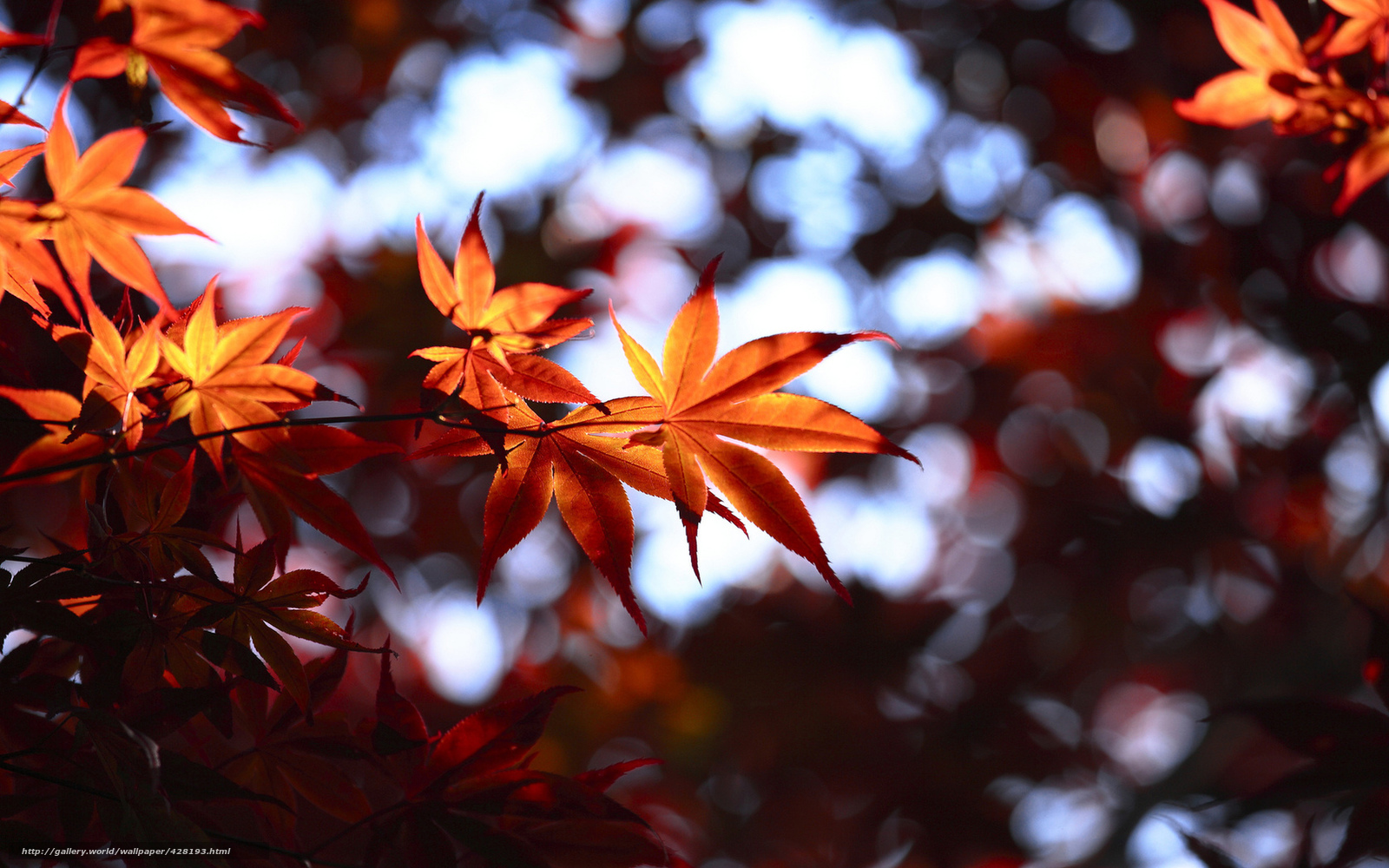 Download wallpaper autumn, leaves, blurring, bokeh free desktop wallpaper in the resolution 1680x1050