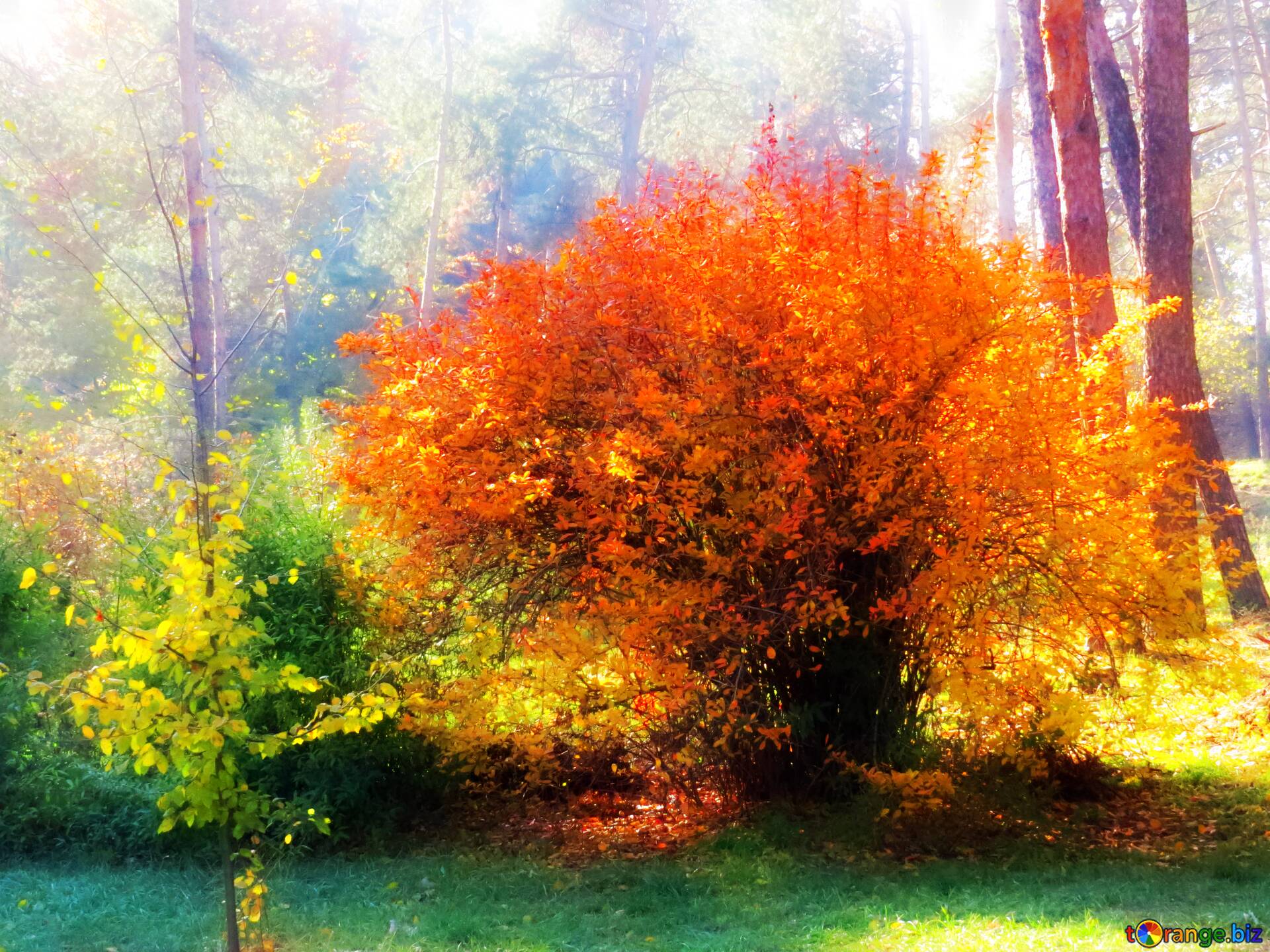 Download Free Picture Soft Blurred Landscape Autumn Forest On CC BY License Free Image Stock TOrange.biz Fx №213275