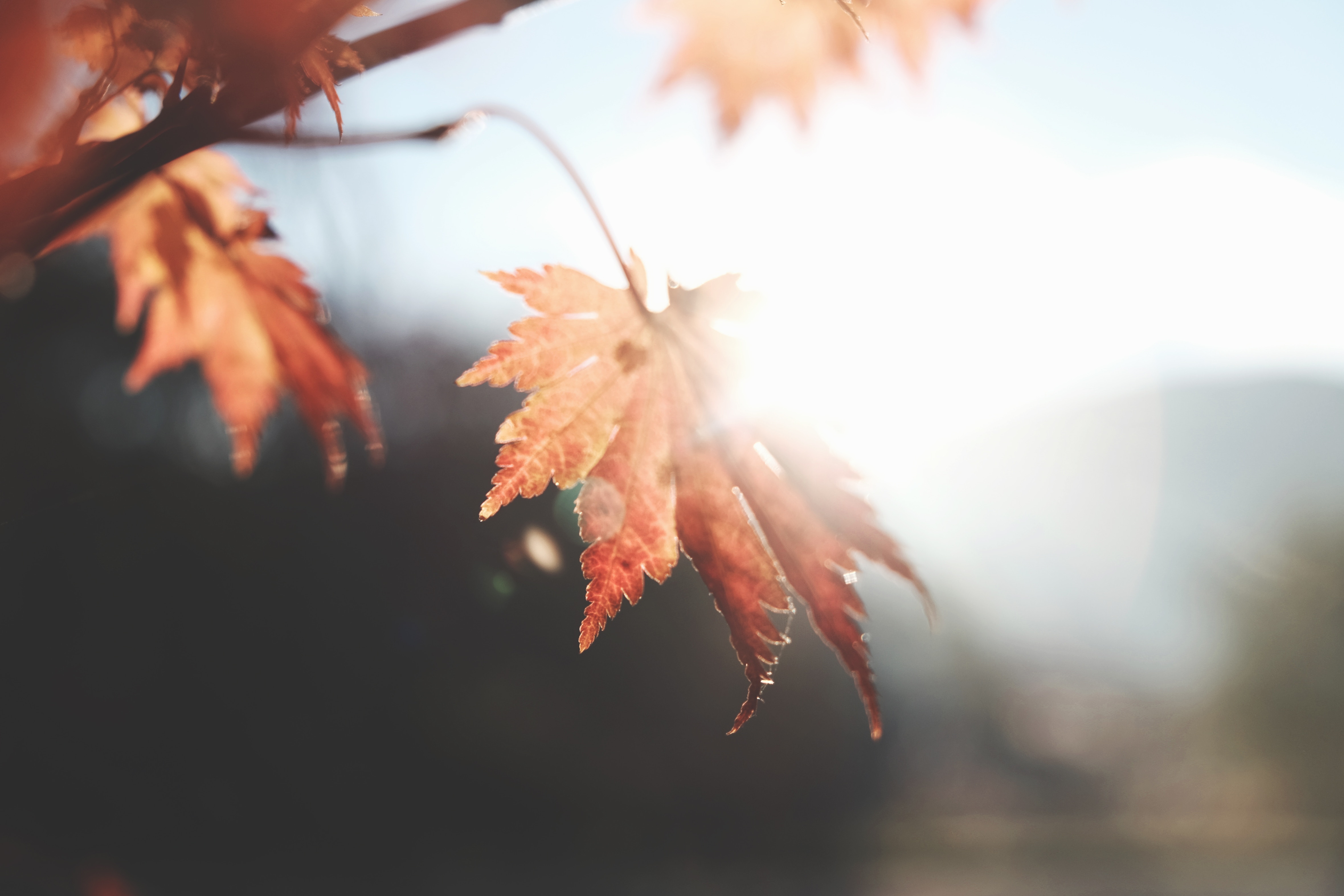 4719x3146 #branch, #autumn, #view, #sunlight, #bokeh, #fall, #leaves, #glow, #wallpaper, #forest, #maple, #flare, #Creative Commons image, #tree, #season, #blur, #leafe, #leaf, #nature, #sun flare, #background. Mocah HD Wallpaper