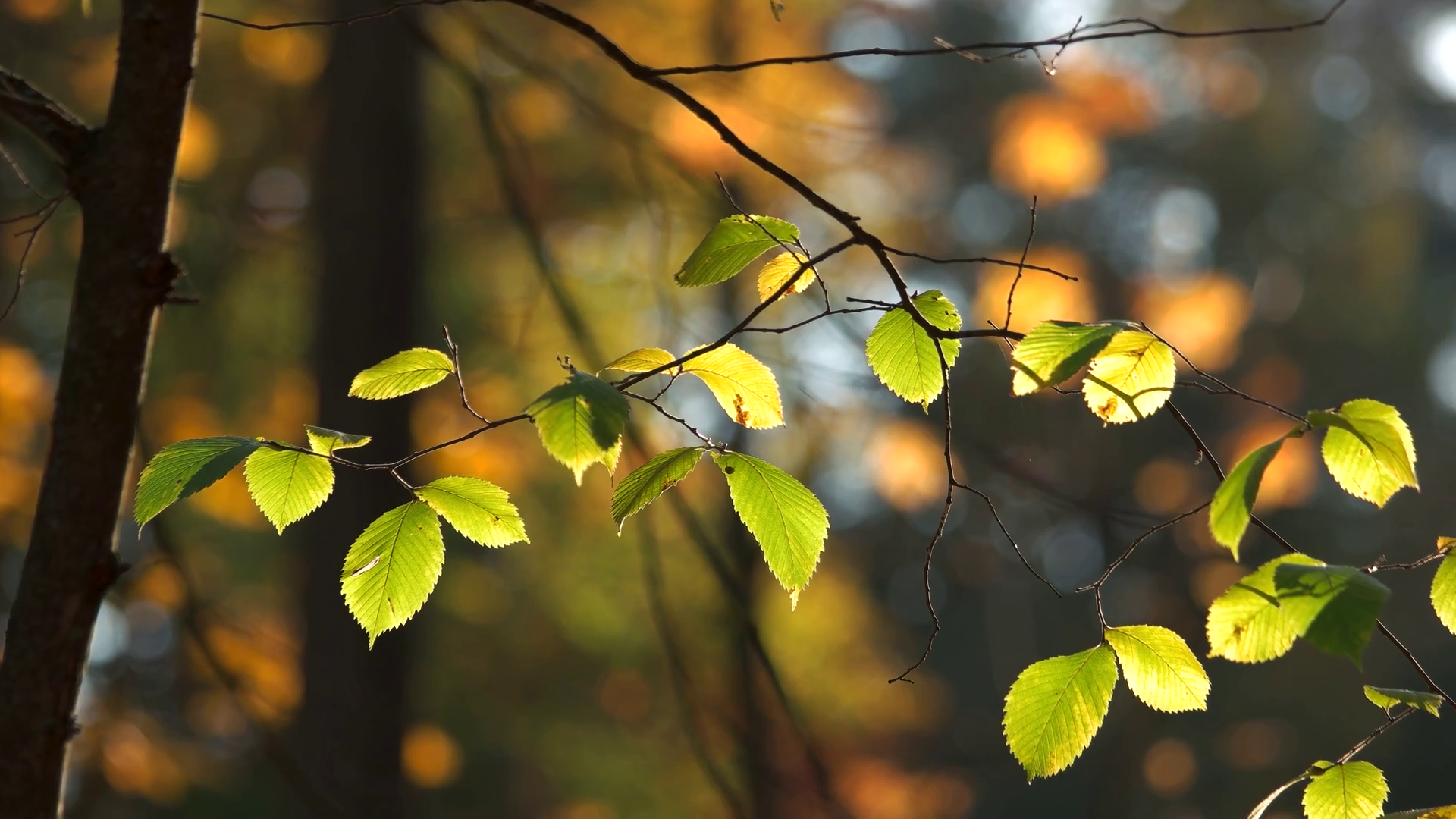 Fresh birch leaves in solar beams. Autumn birch leaves on blurred background. Beautiful autumn wallpaper. Stock Video Footage
