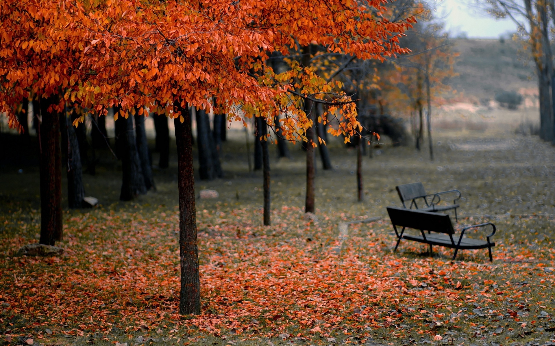 Wallpaper Blurry, Bench, Park, Leaves, Autumn:1920x1200