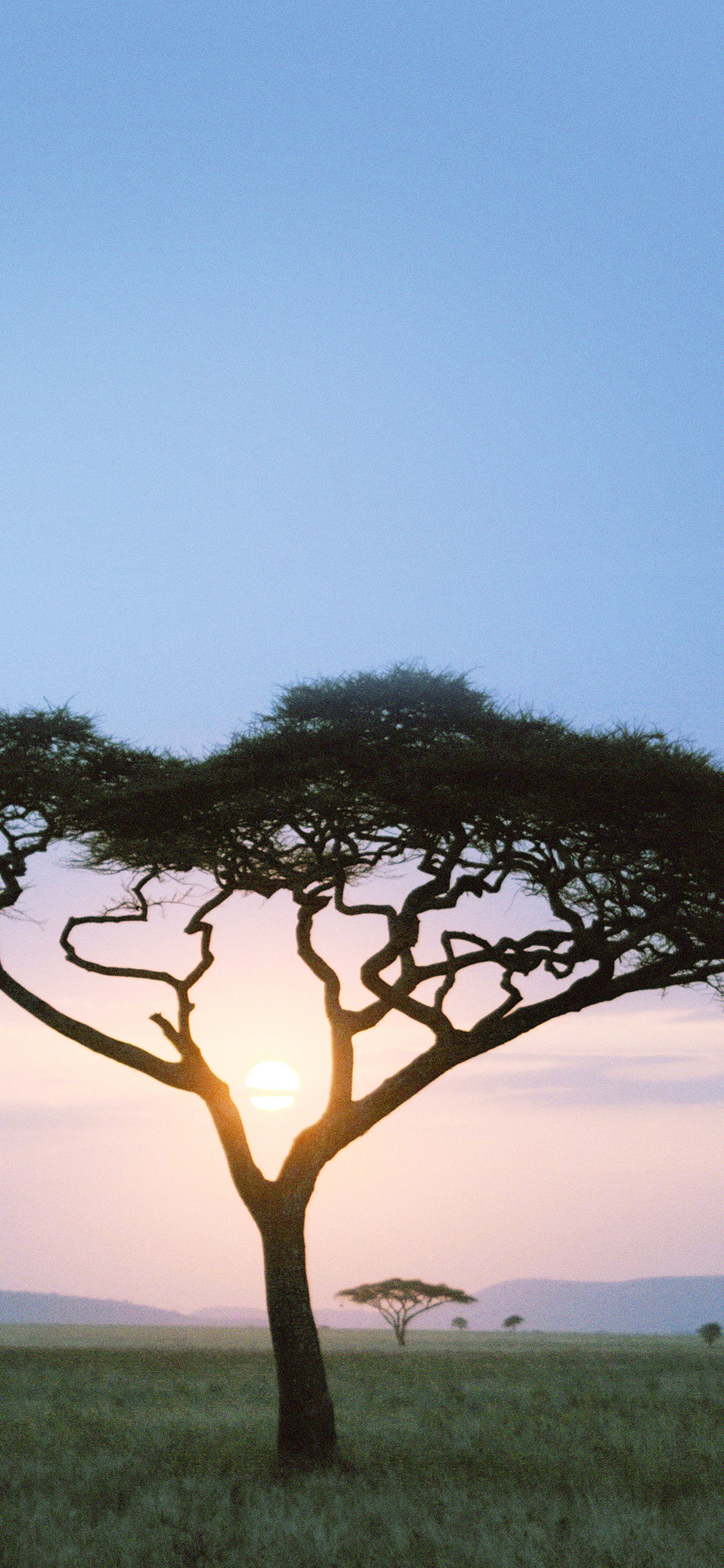 iPhoneXpapers tree safari day africa sunrise