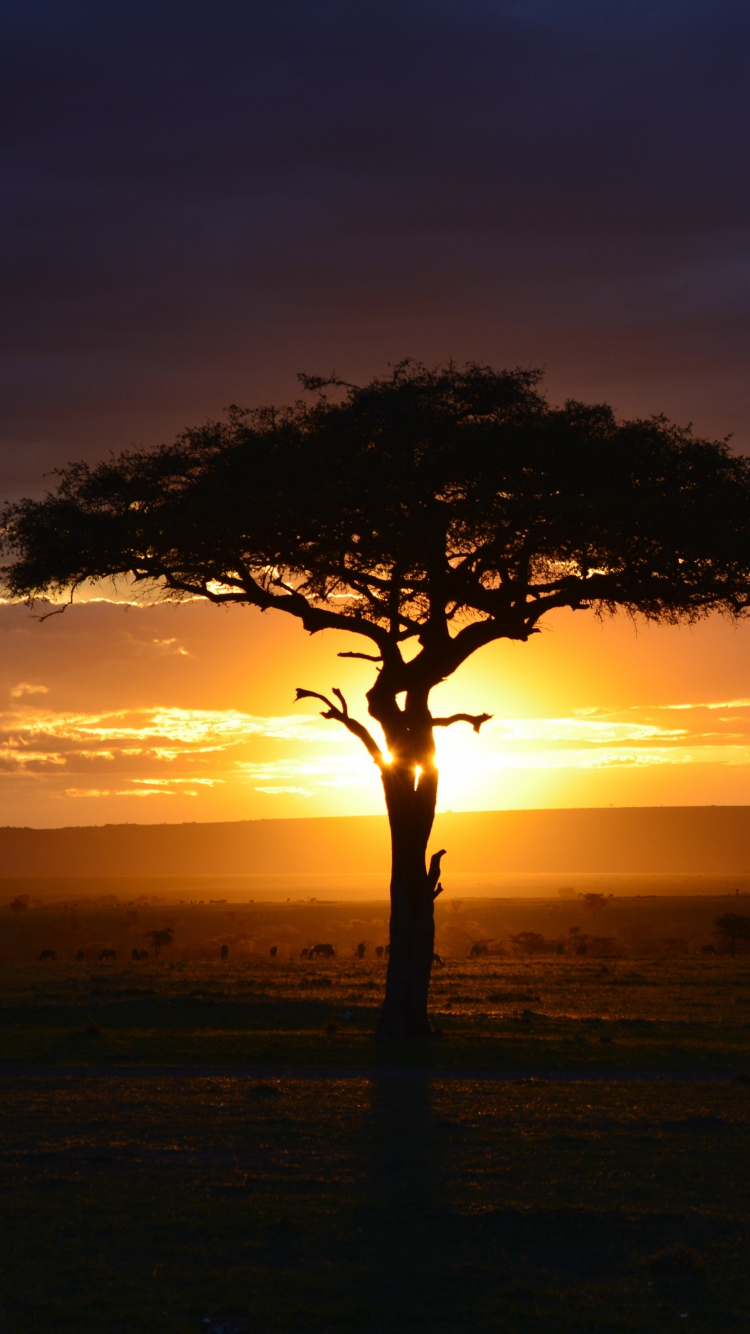 Africa iPhone Wallpapers Wallpaper Cave