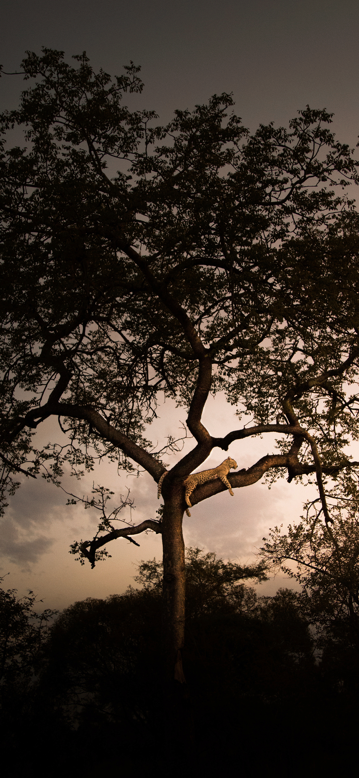 Africa iPhone Wallpapers - Wallpaper Cave