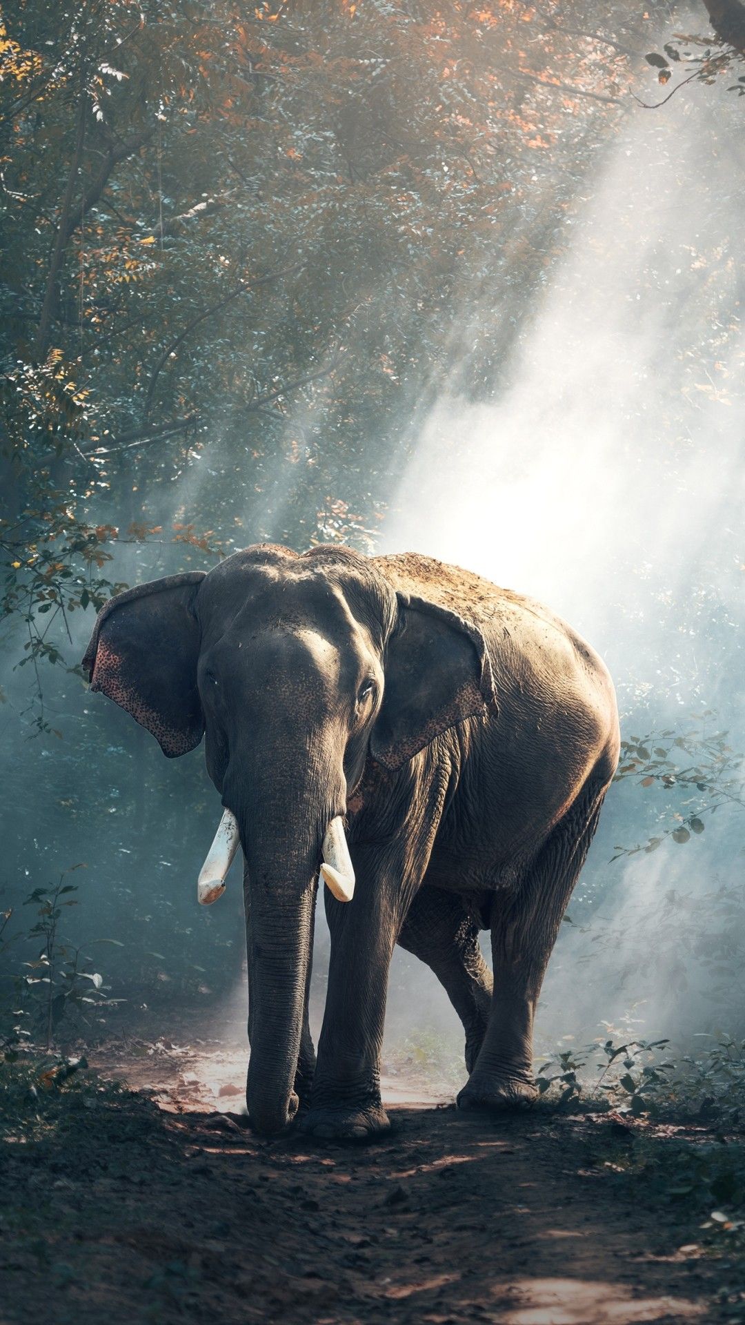 Elephant Wallpaper