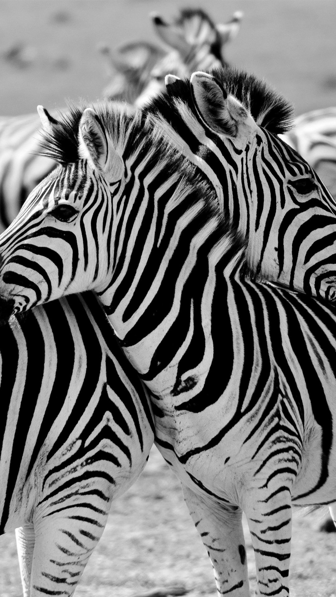 Zebra iPhone Wallpaper