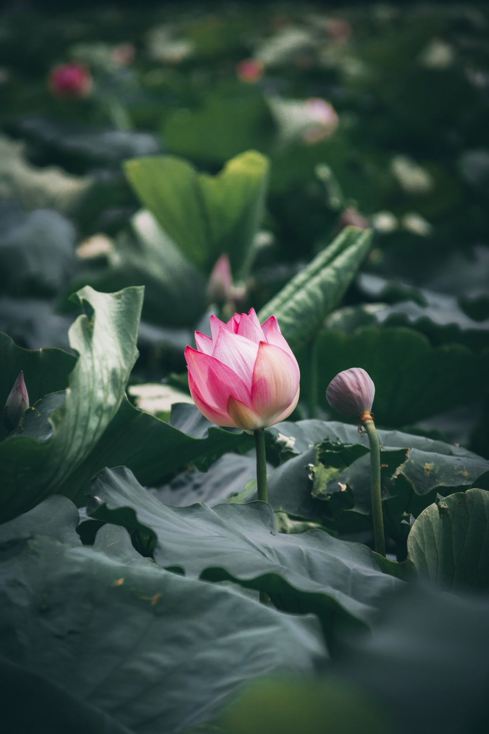 Lotus Flower Picture. Download Free Image