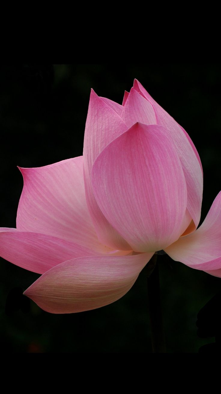 Pink Lotus Wallpaper, Android & Desktop Background. Pink lotus wallpaper, Lotus wallpaper, Flower iphone wallpaper