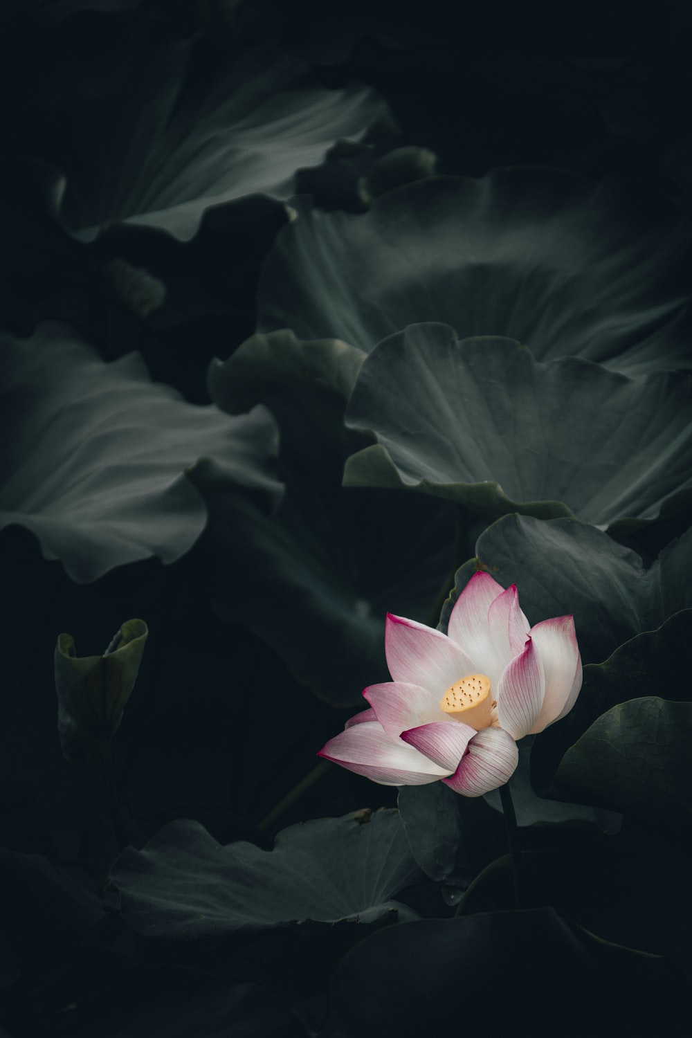 Lotus Picture. Download Free Image