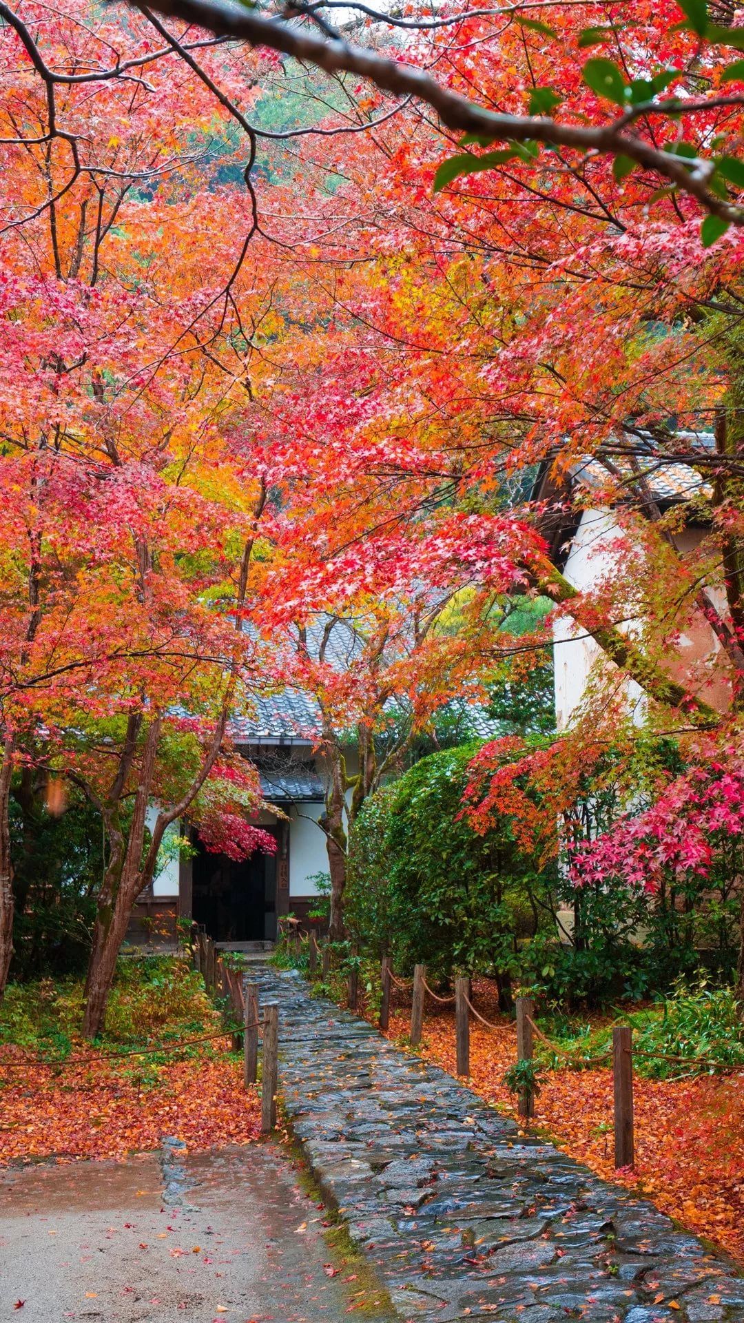 Japanese Autumn Phone Wallpapers - Wallpaper Cave