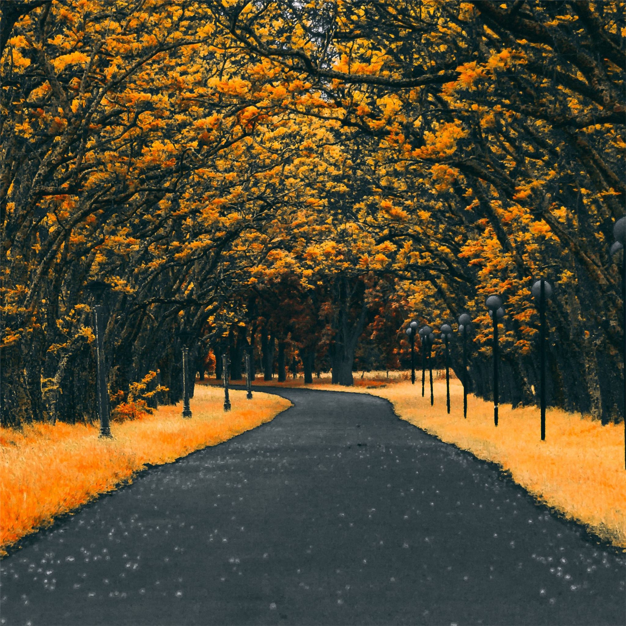 paved road autumn 4k iPad Air Wallpaper Free Download