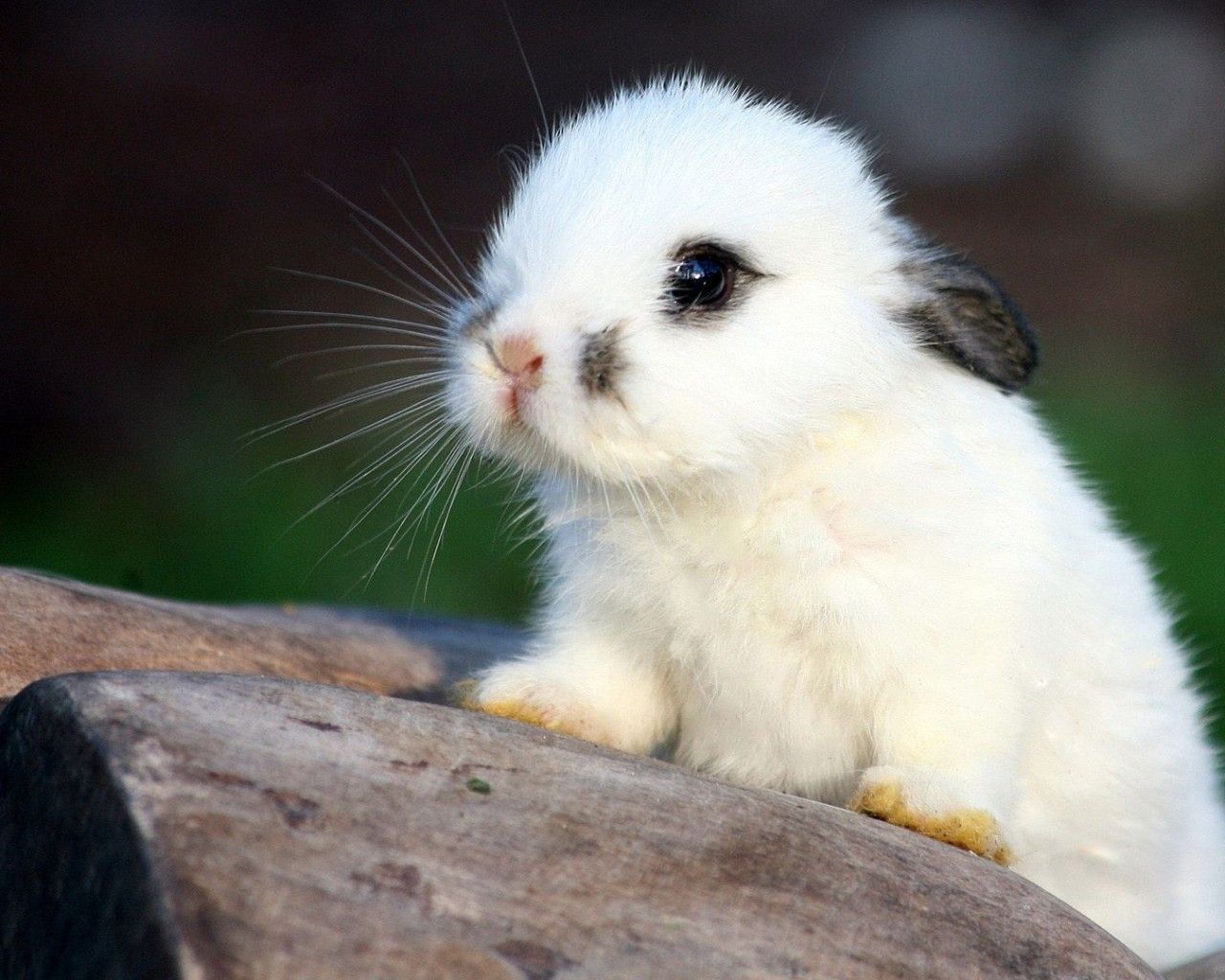 cute white bunny