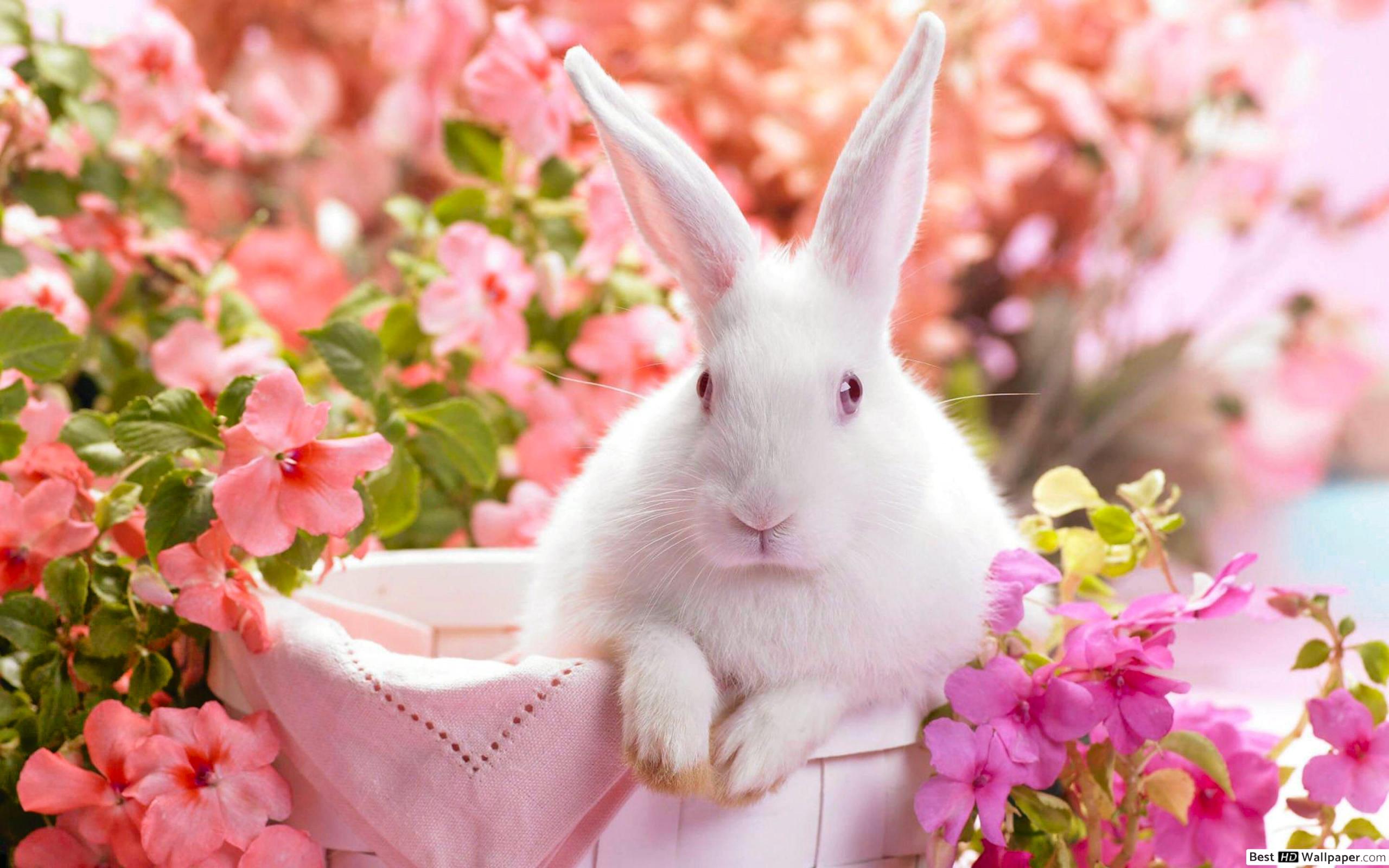White bunny surrounded by pink and purple flowers HD wallpaper download