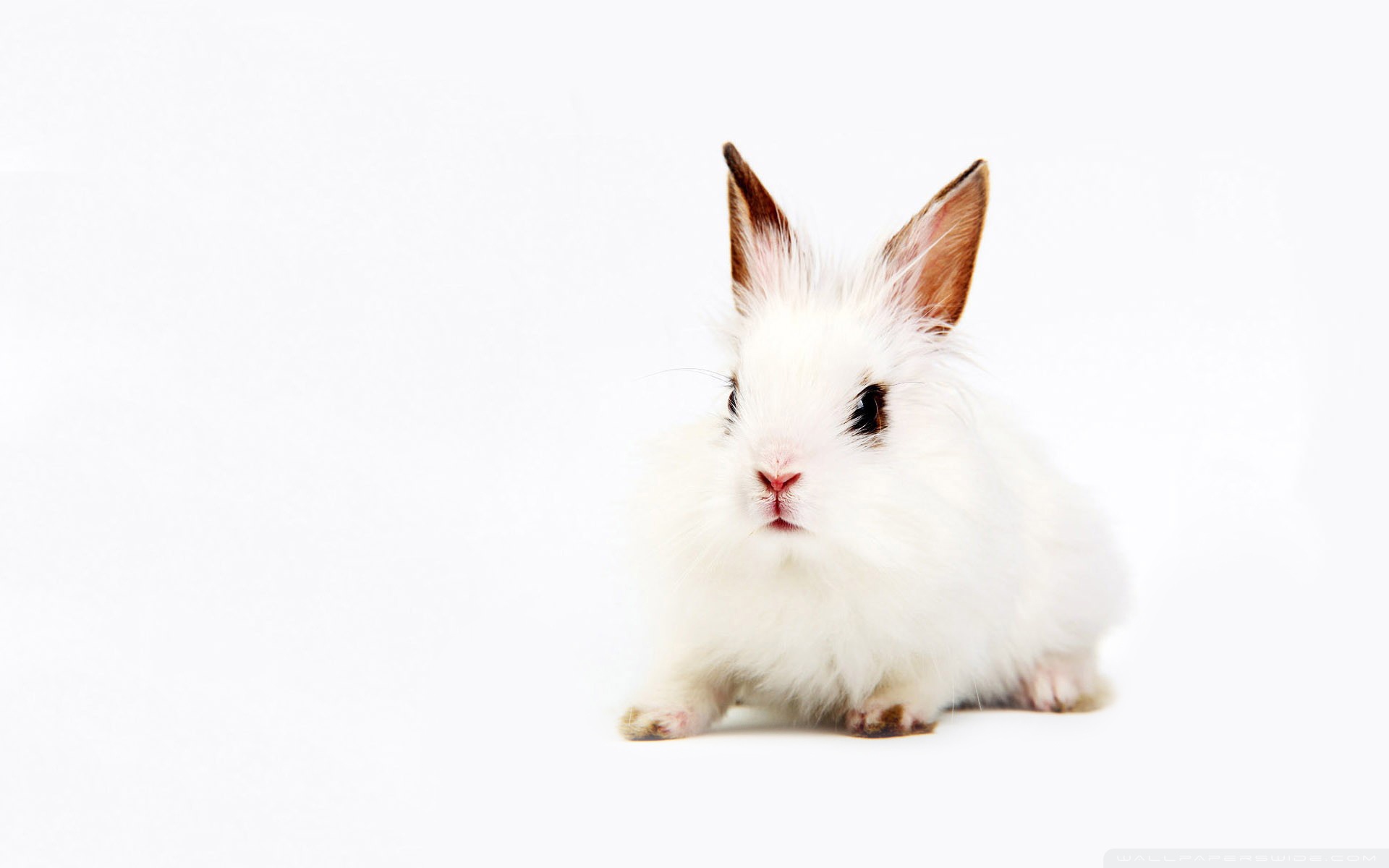White Bunny Ultra HD Desktop Background Wallpaper for 4K UHD TV, Tablet