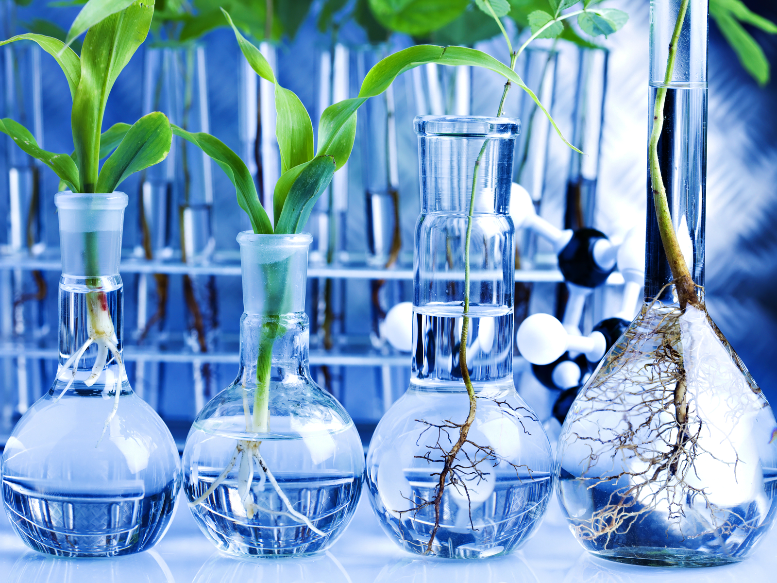 Plant Biotechnology Wallpaper Free Plant Biotechnology Background