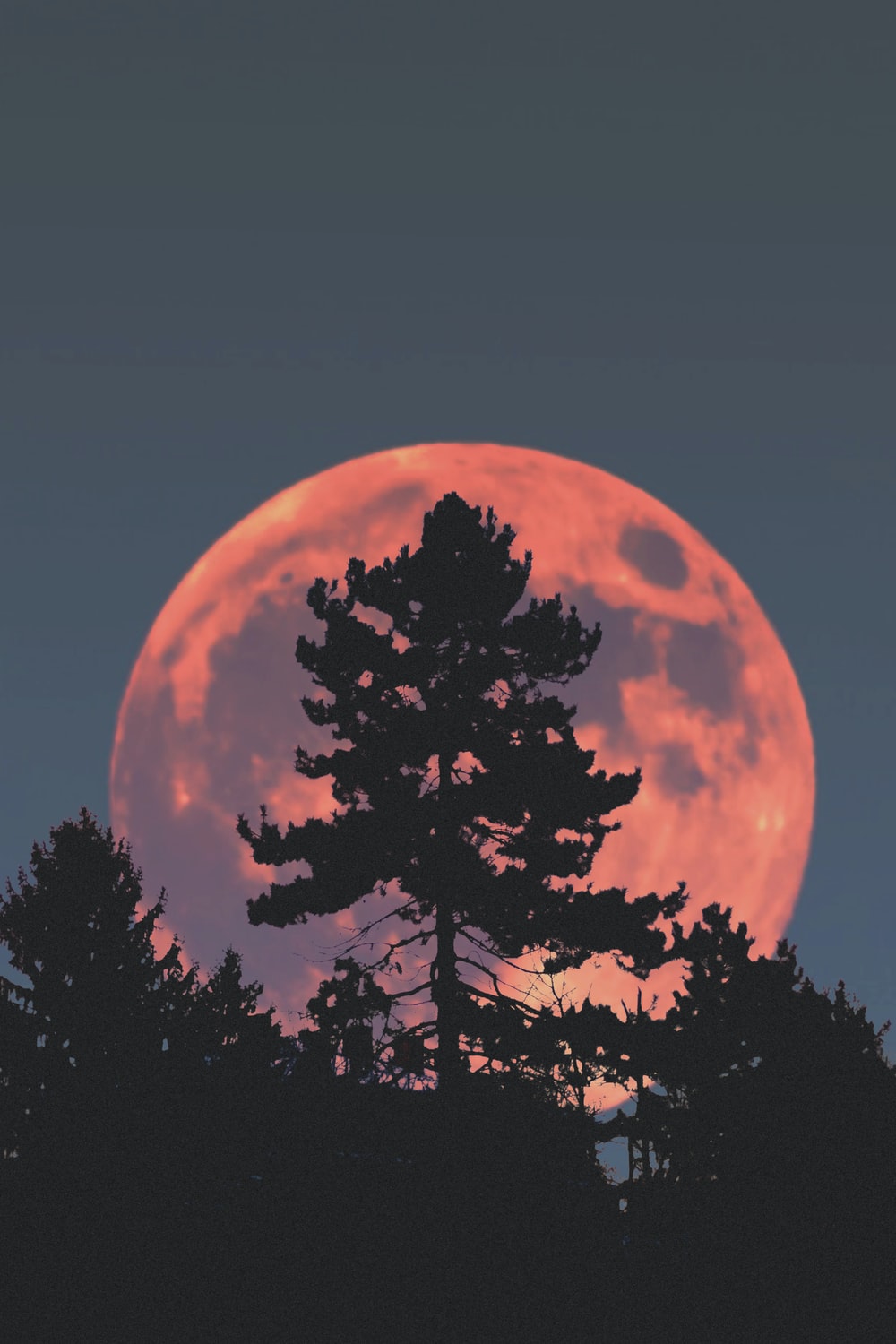 Moon Tree Picture. Download Free Image