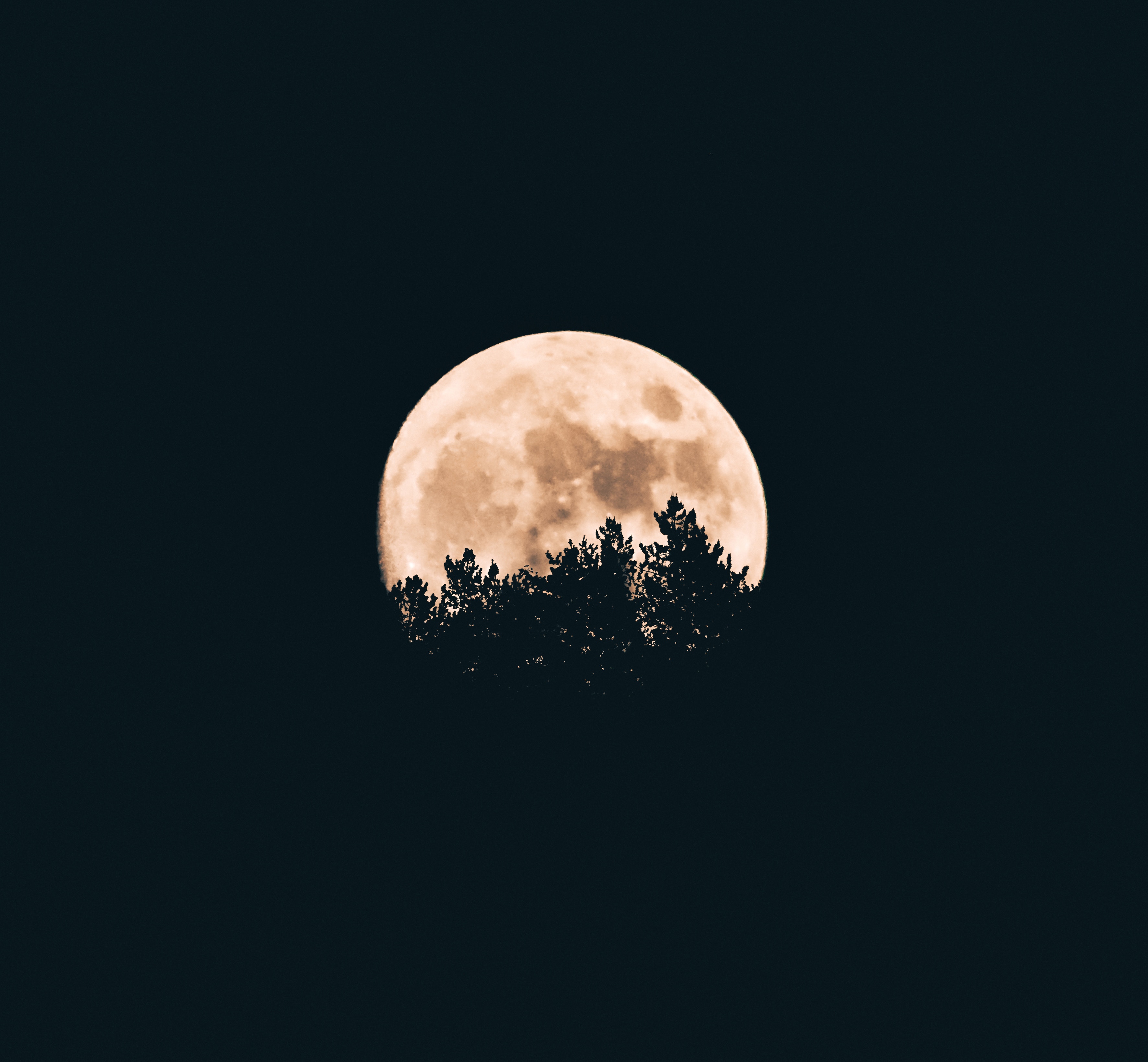 3543x3277 #tree, #sky, #night, #moon, #forest, #full moon, # wallpaper, #silhouette, #nature, #dark, #woodland, #fullmoon, #Free picture. Mocah HD Wallpaper