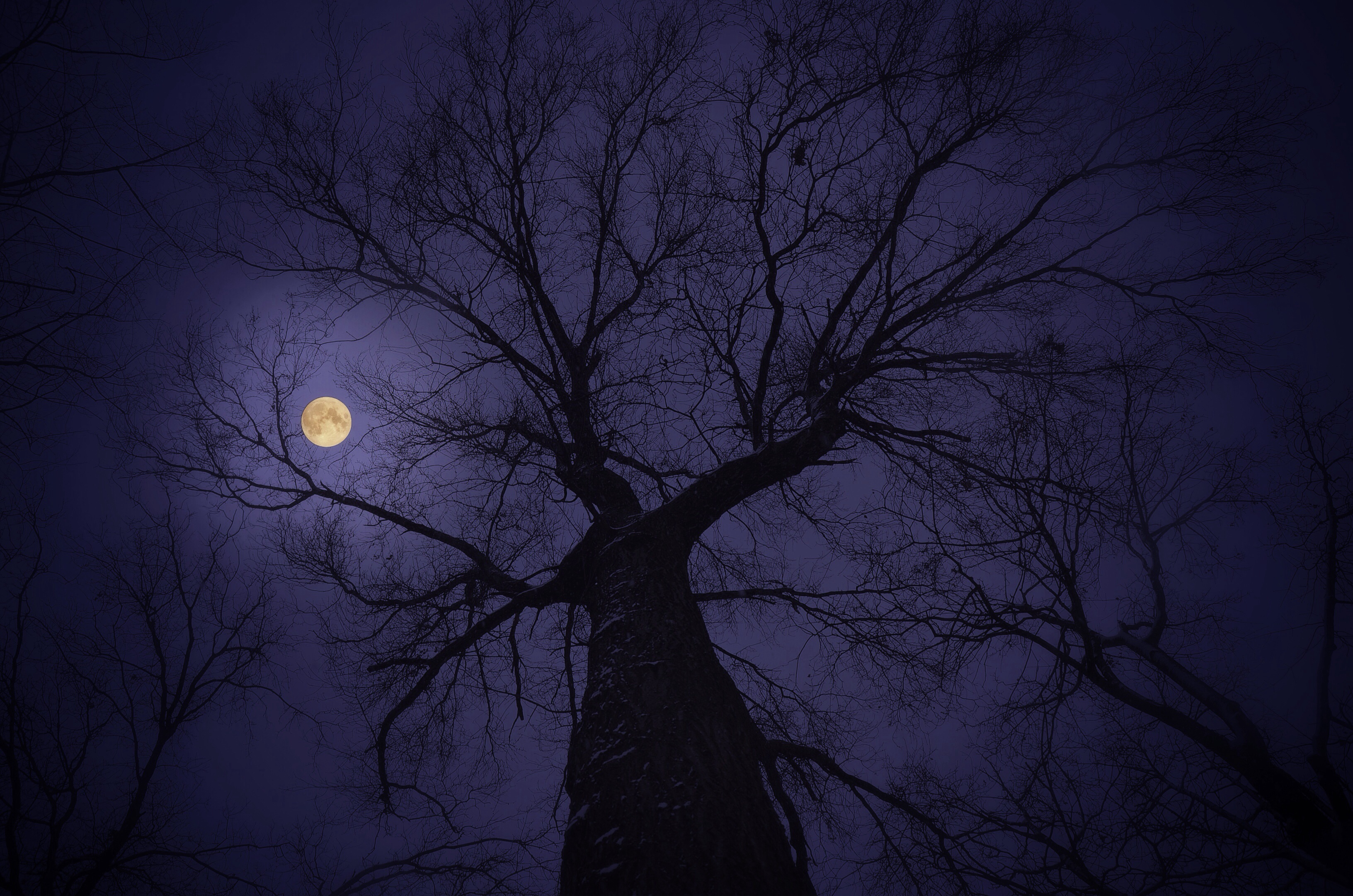 Tree Night Sky Moon Moonlight Wallpaper:3264x2162