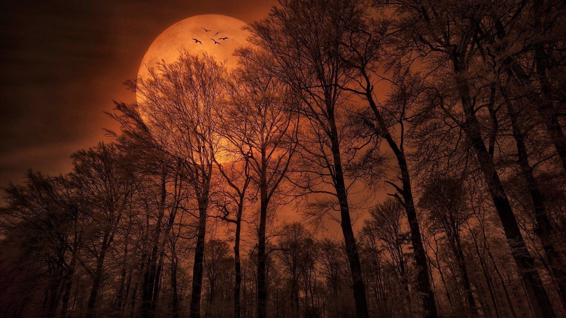 Fantasy Forest Moon Tree Wallpaper:1920x1080