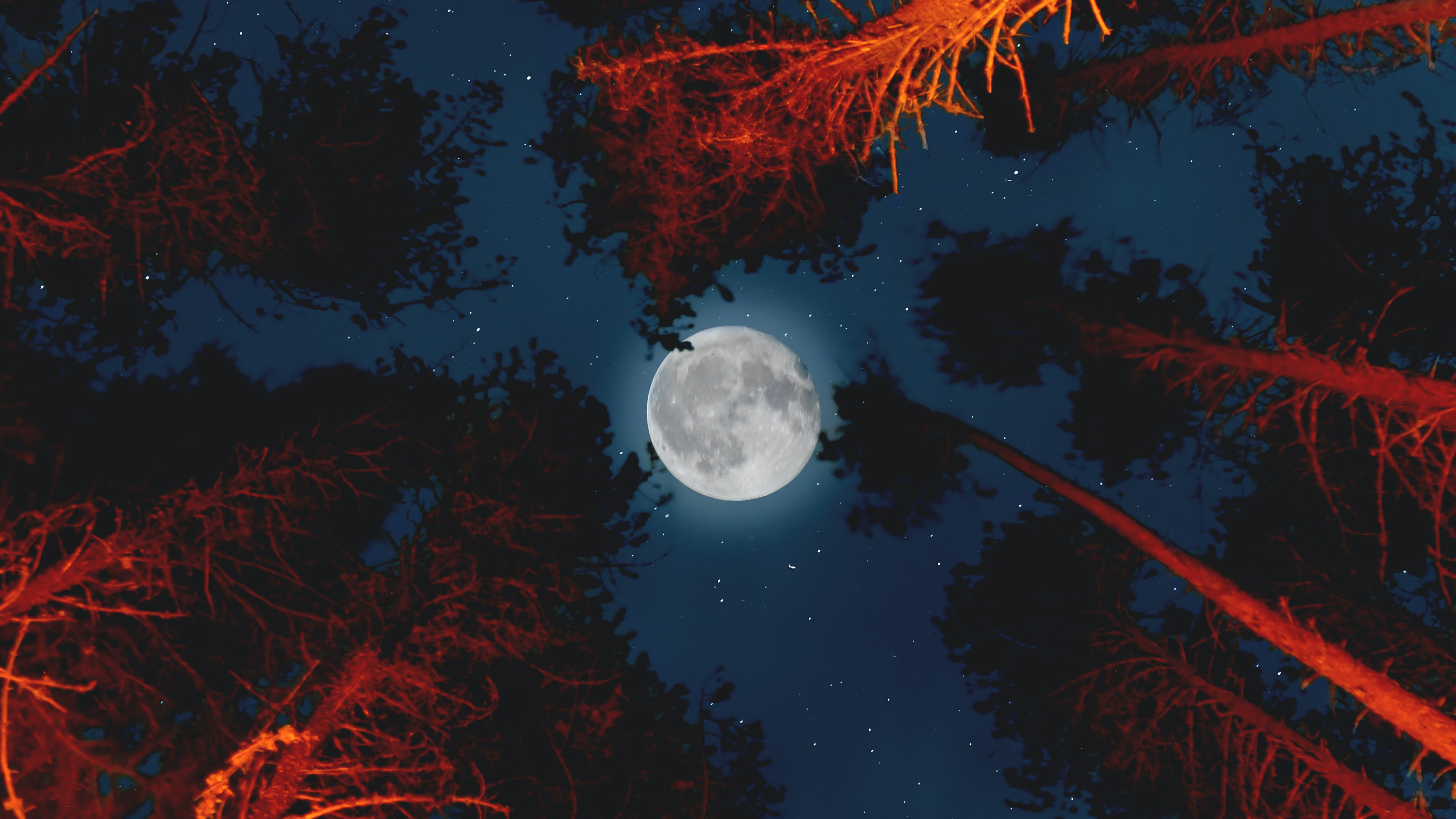 Moon Tree Wallpaper:3840x2160