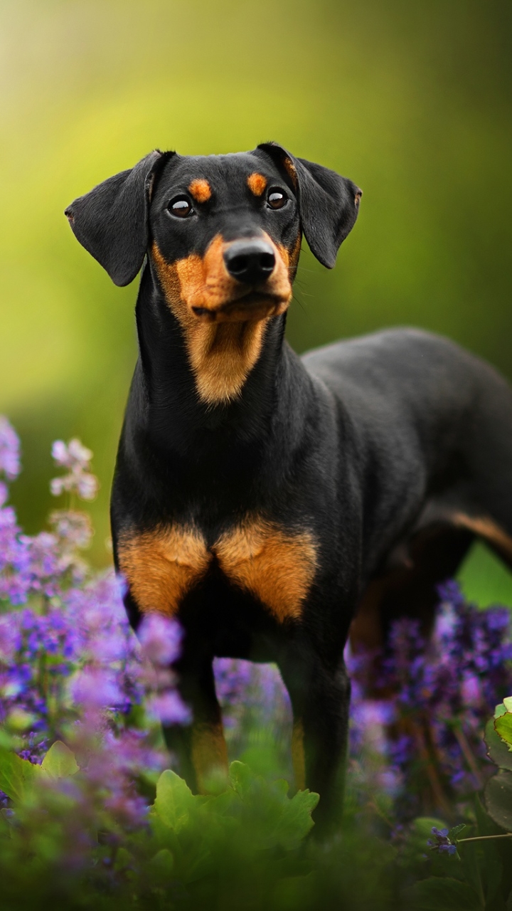 Animal Doberman Pinscher